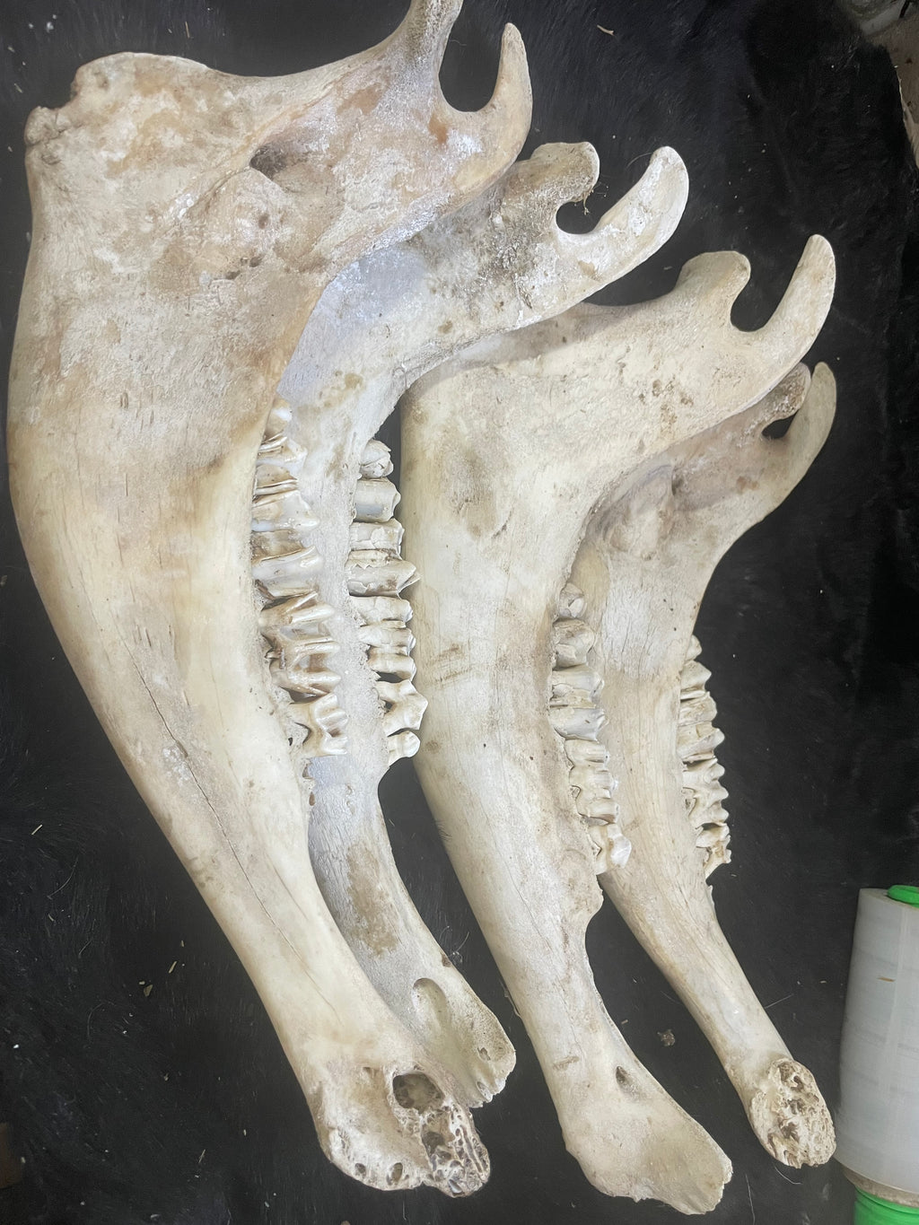 Bison Jaw Bone Lot