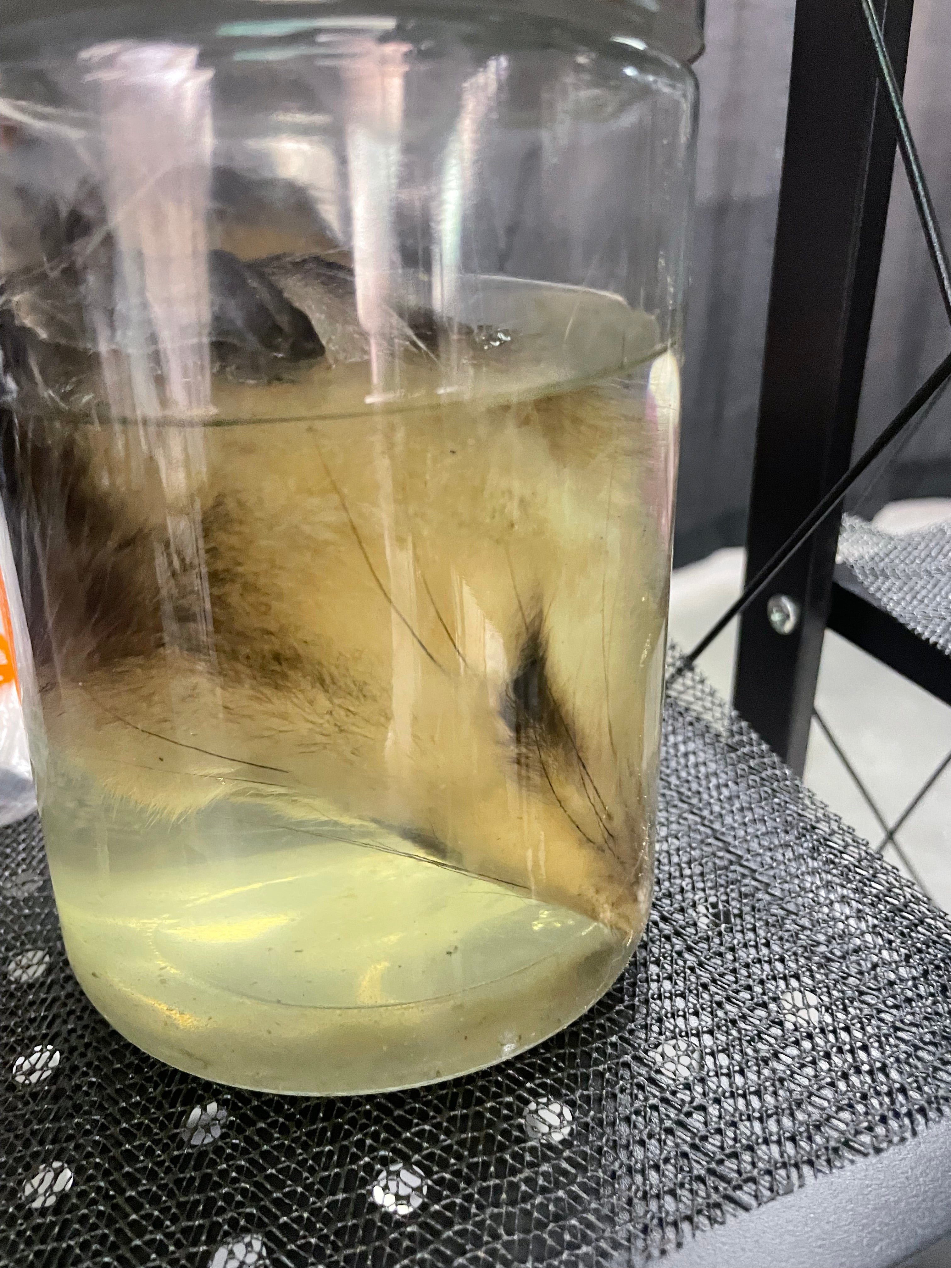 Opposum Head Wet Specimen