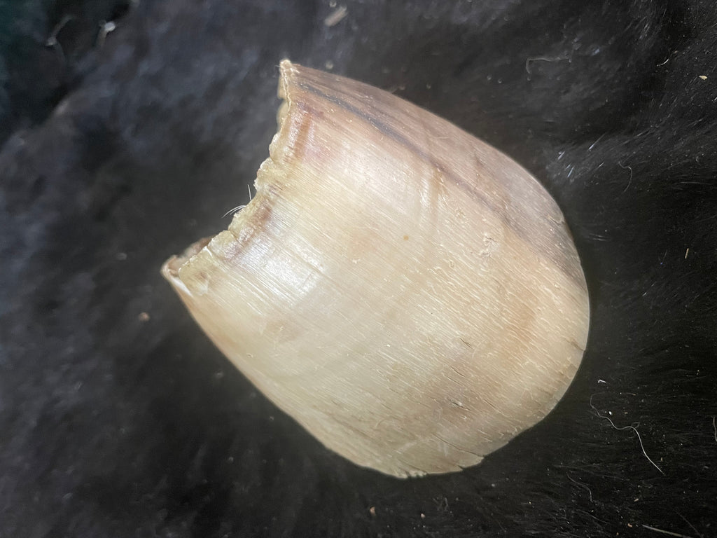 Foal Hoof Capsule
