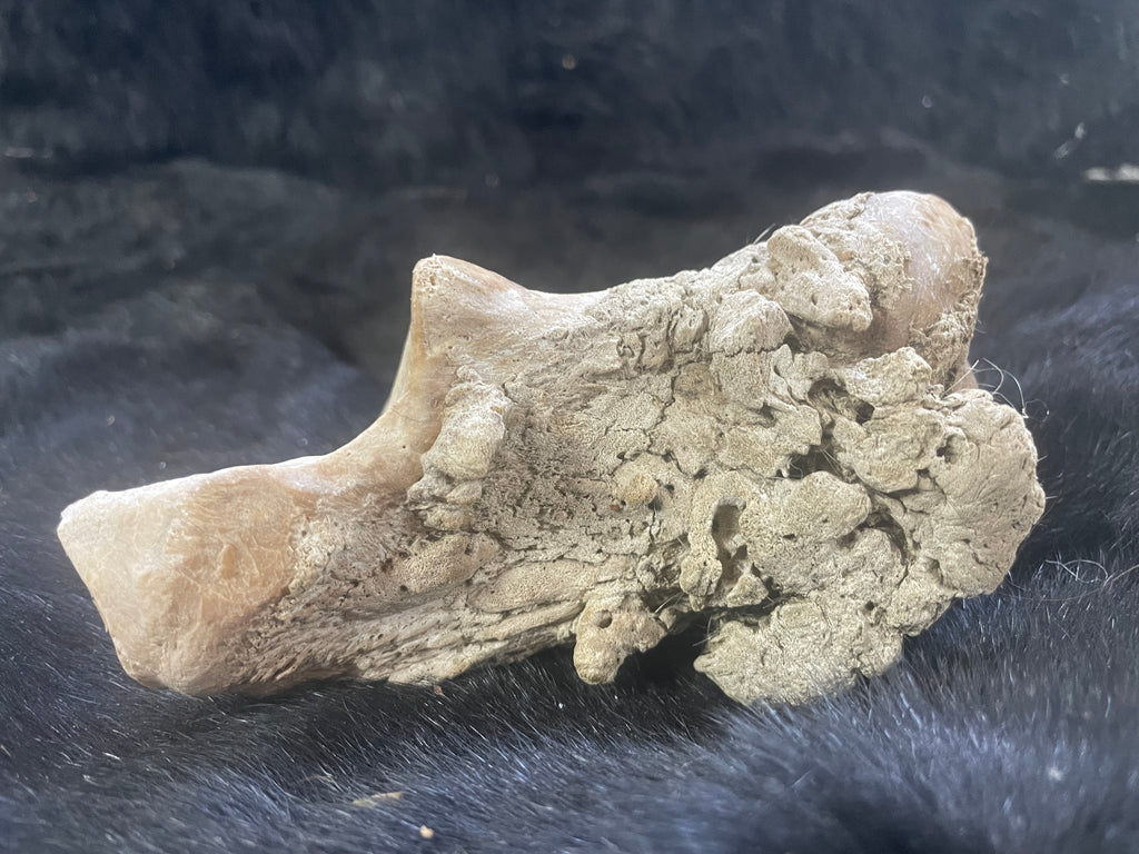 Horse Arthritic Bone