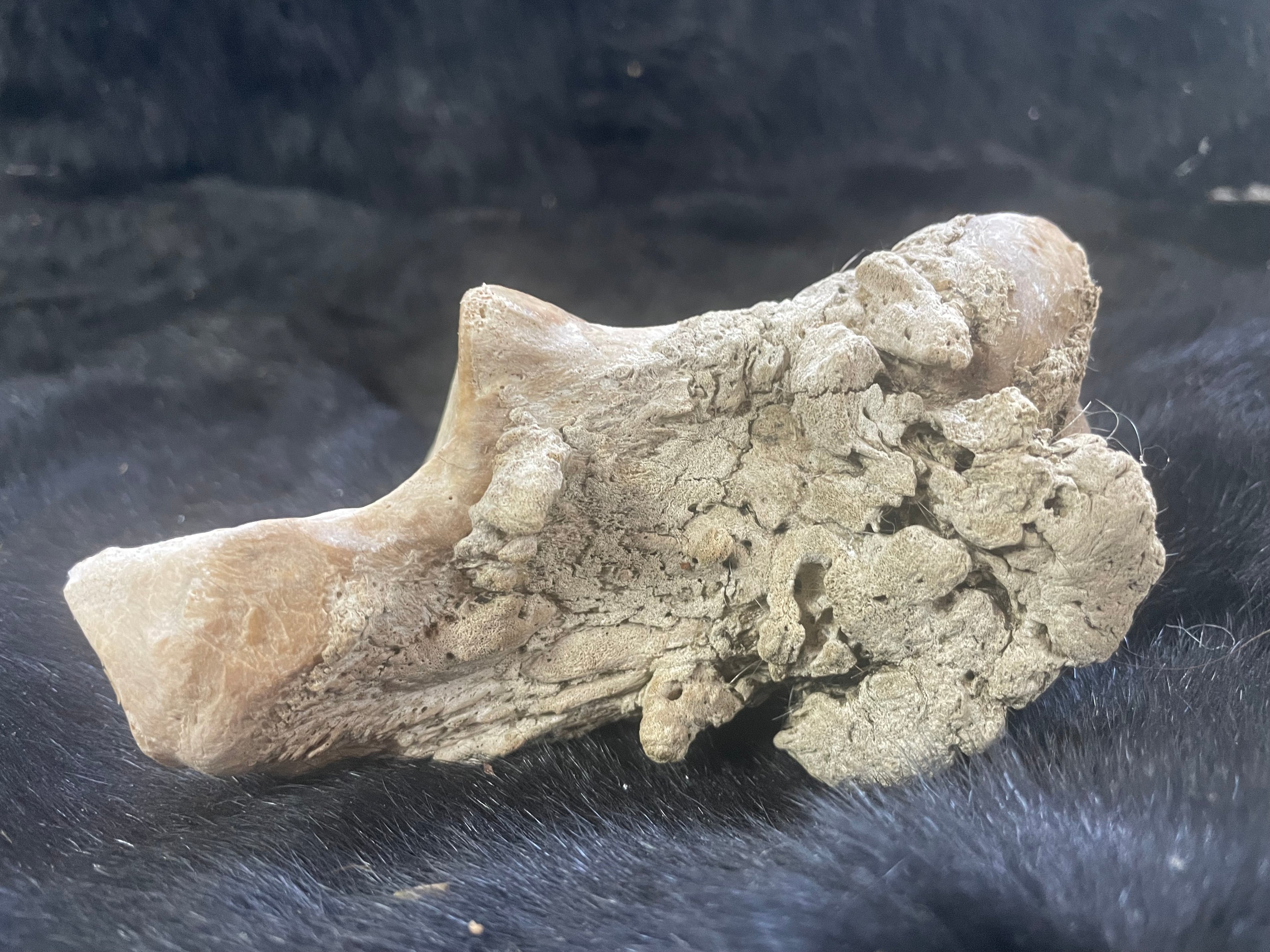 Horse Arthritic Bone