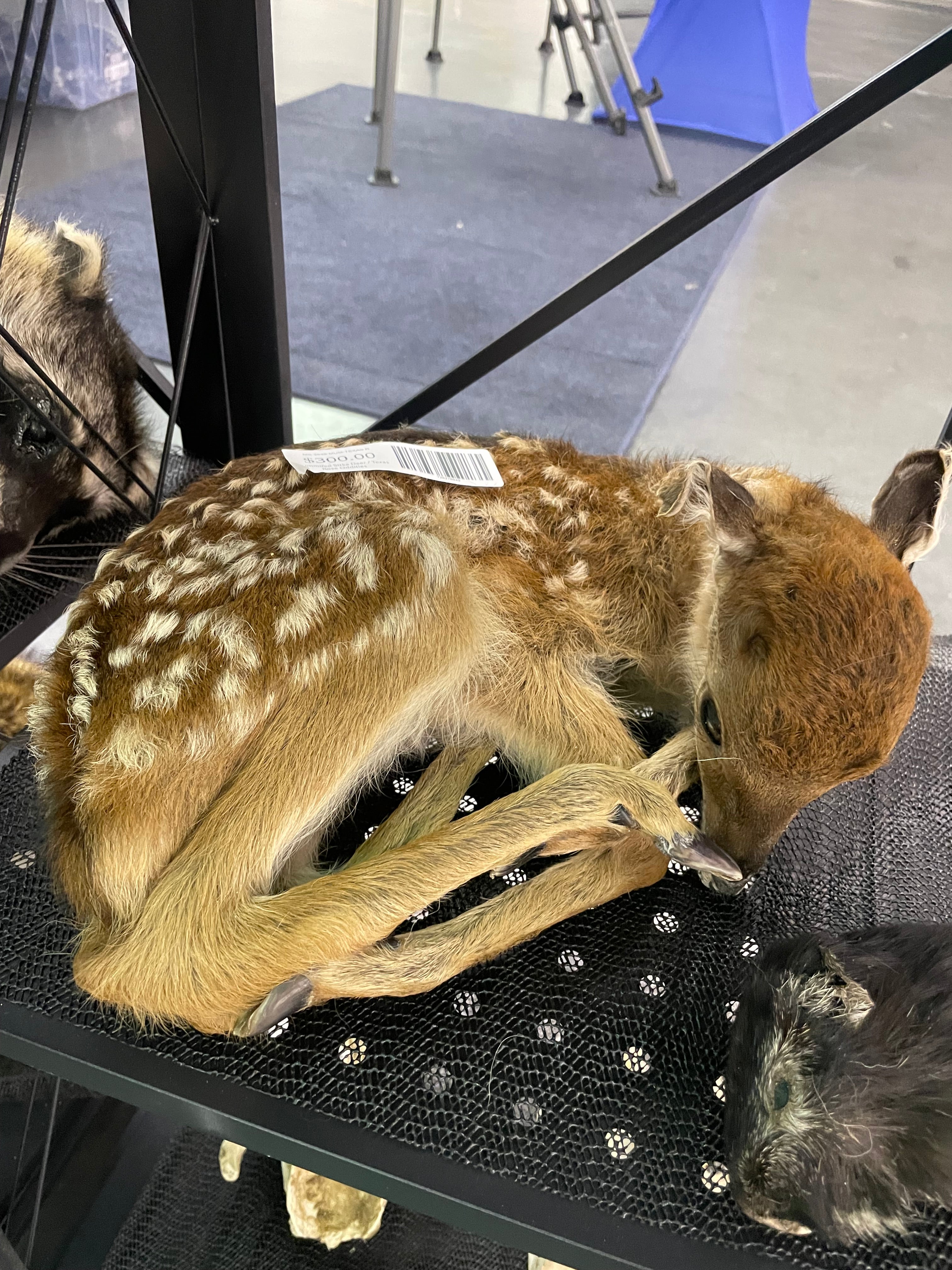 Mummifed Sitka Deer