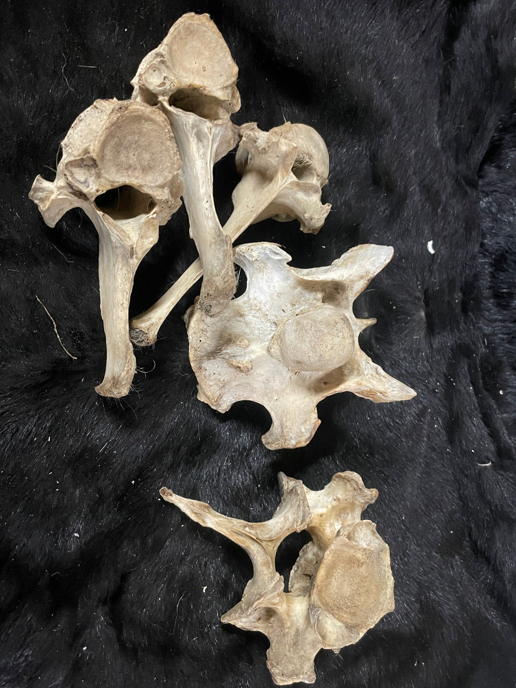 Foal Vertebrae