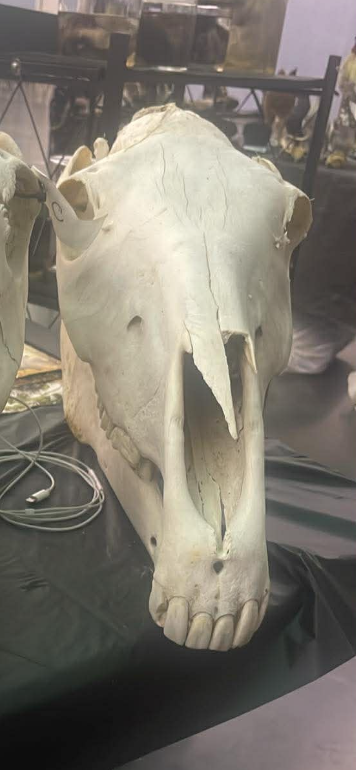 Horse Skull