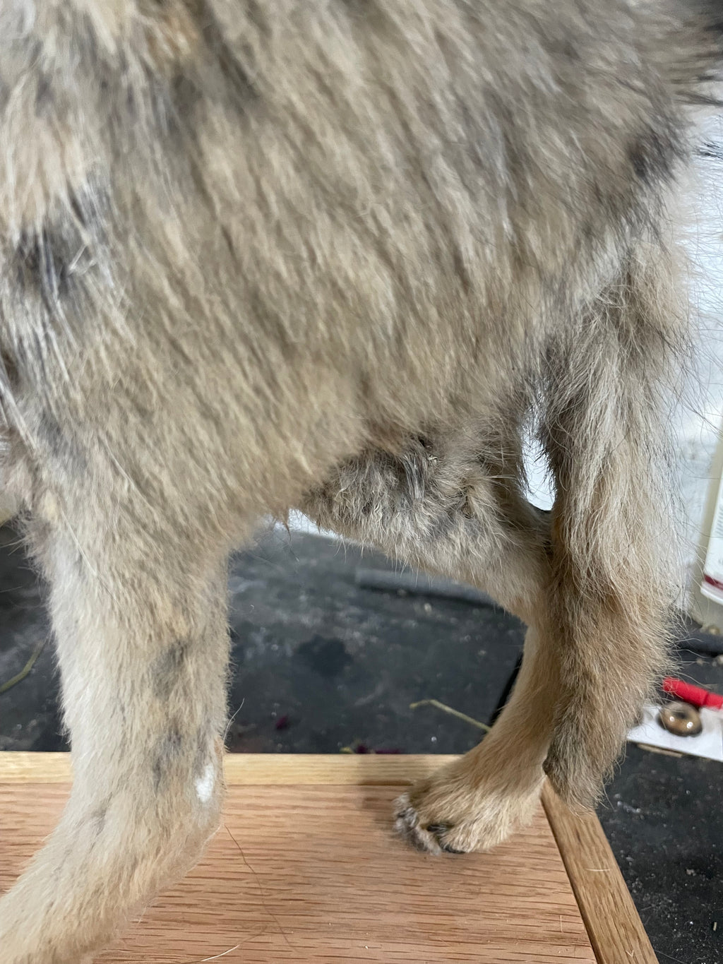 Singe the Baby Coyote