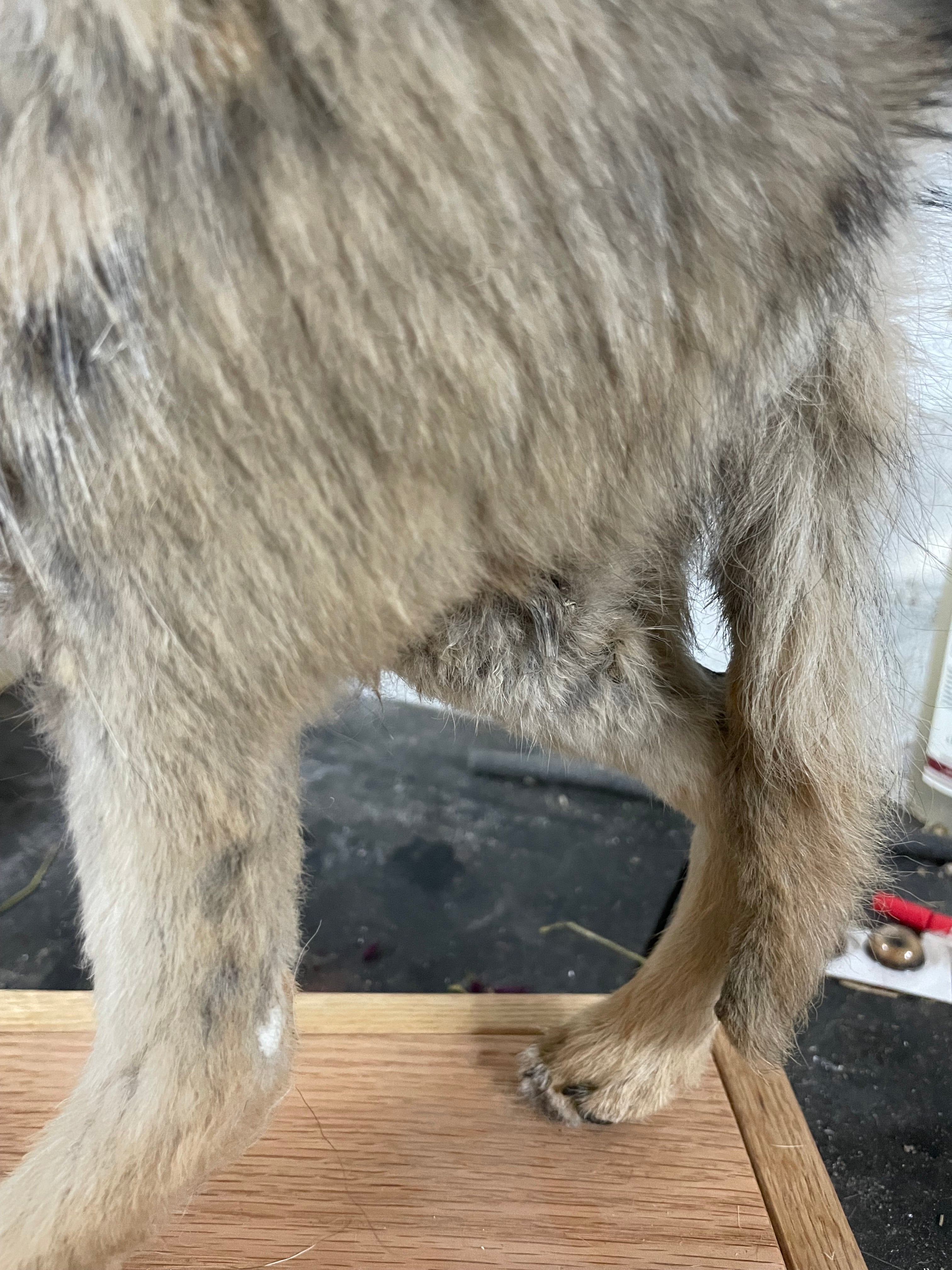 Singe the Baby Coyote