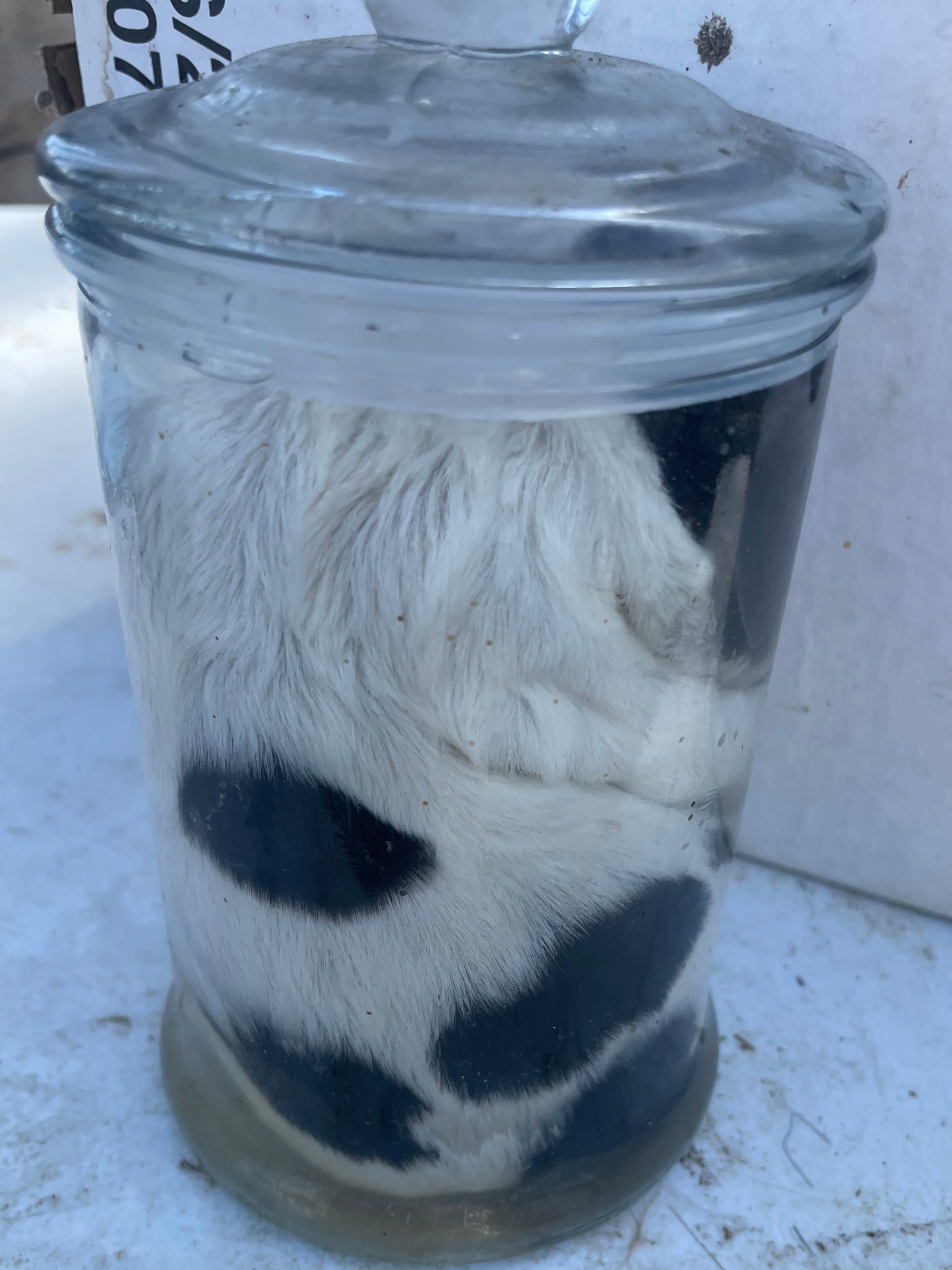 **Rare Breed*** Petit Basset Griffon Vindeen Puppy