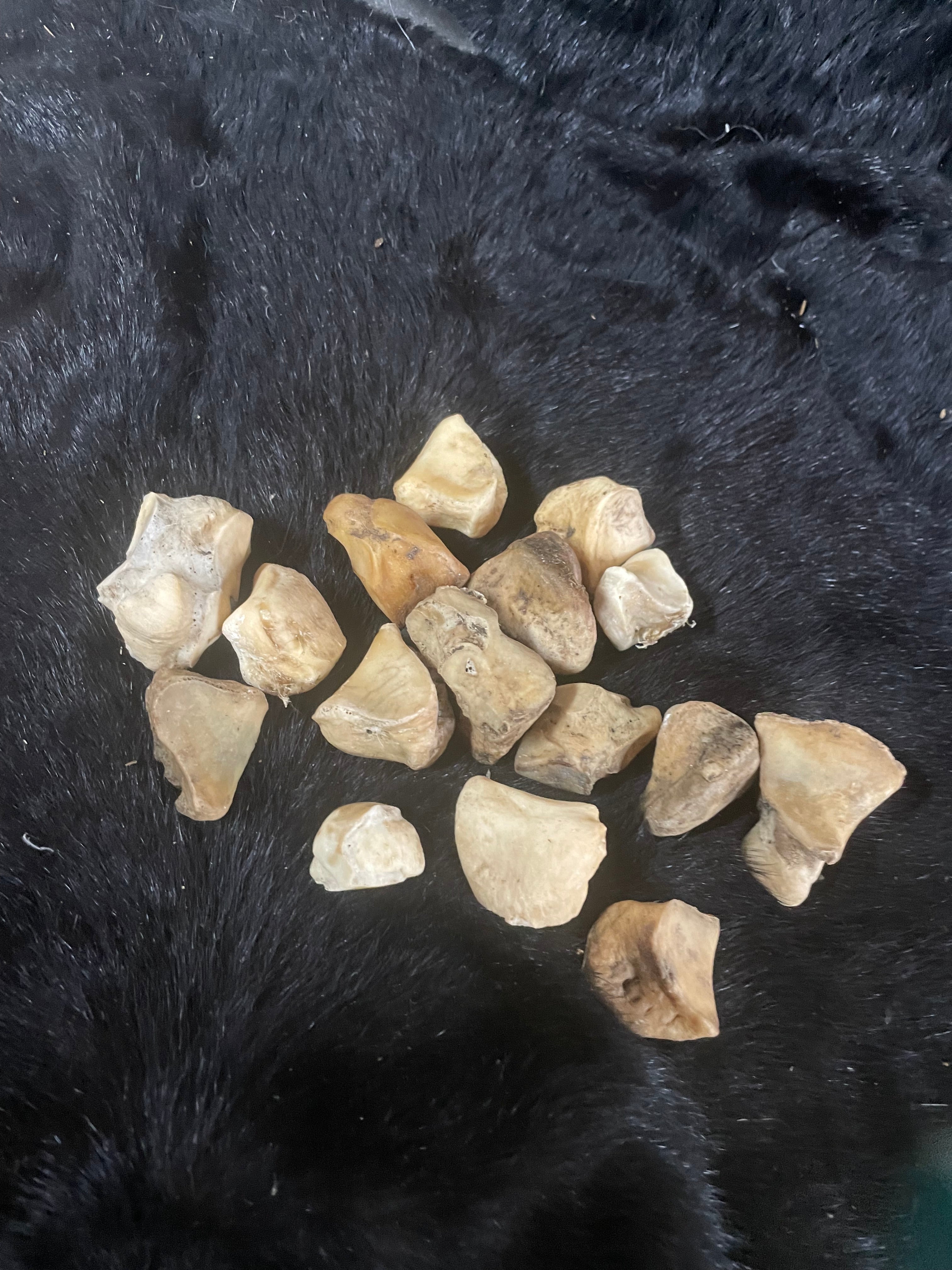 Foal/Horse Lot Bones