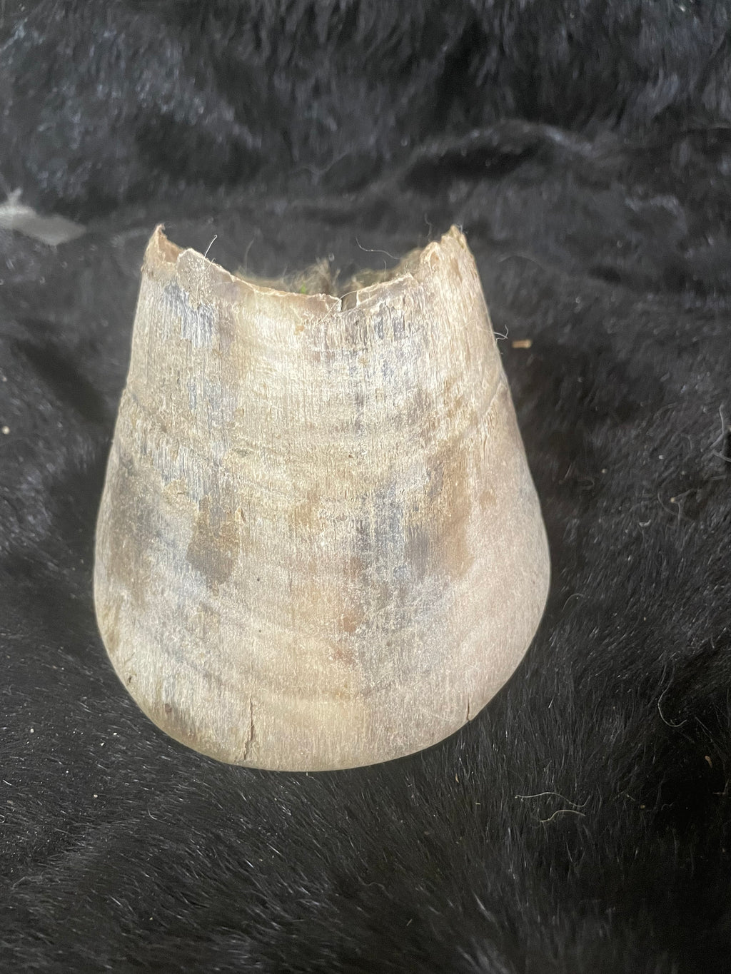 Horse Hoof 1