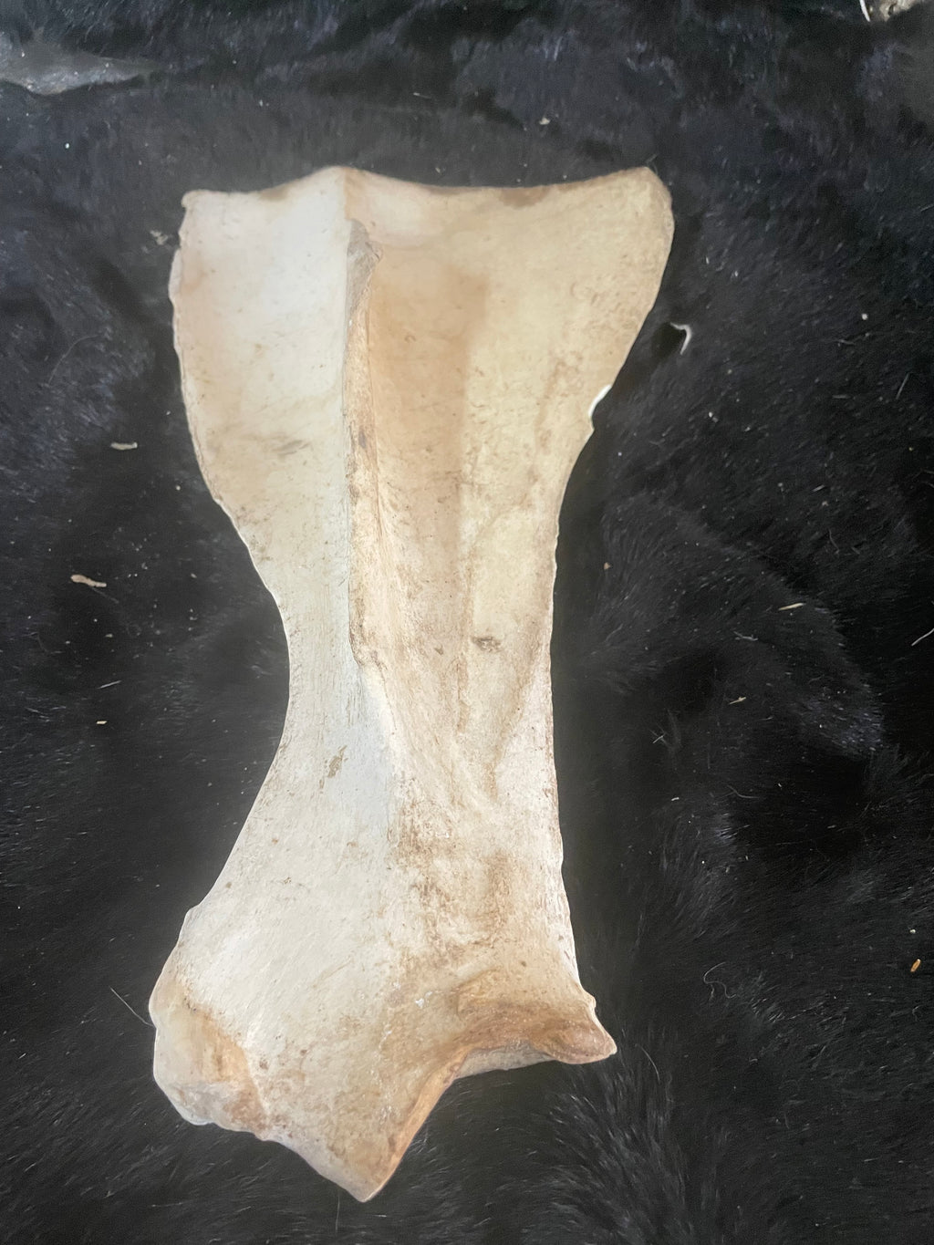 Yearling Shoulder Blade