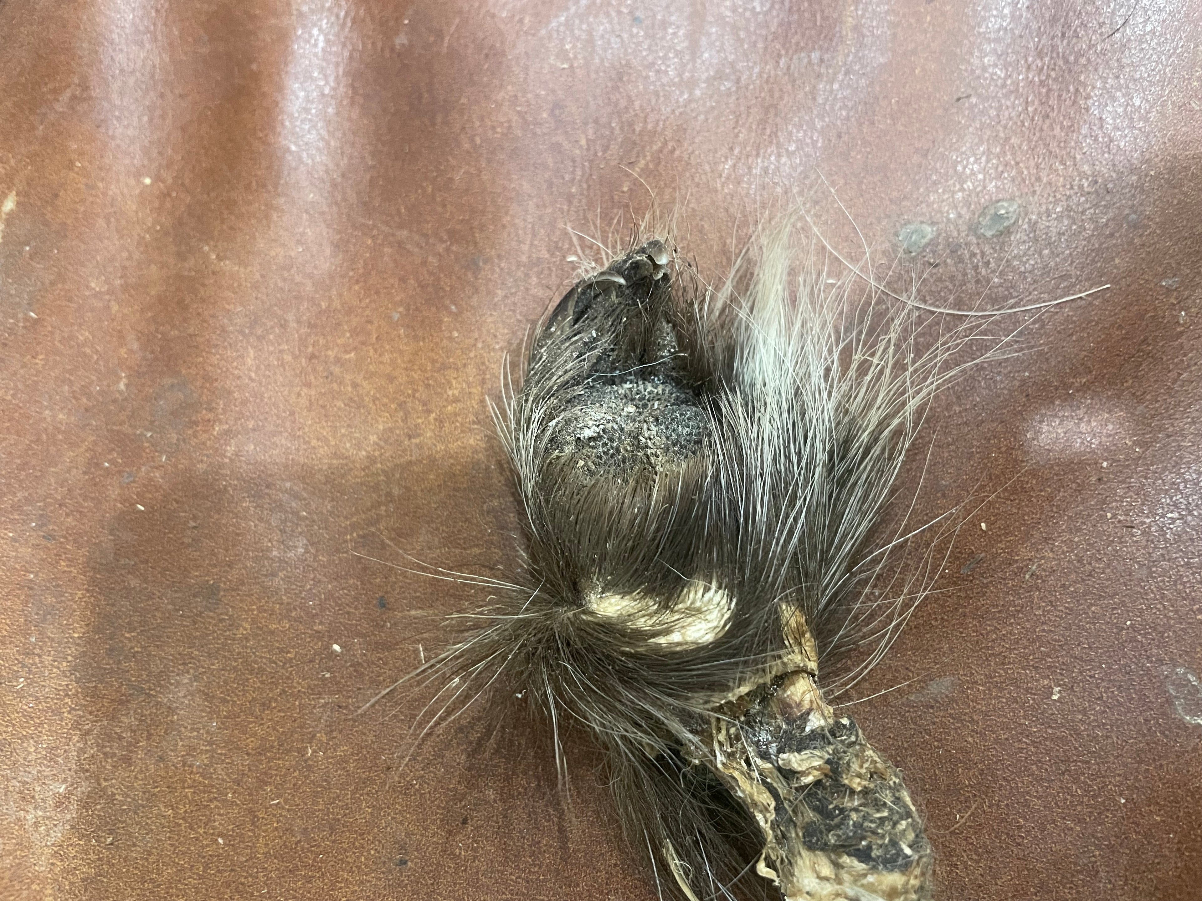 ***rare** Porcupine Foot