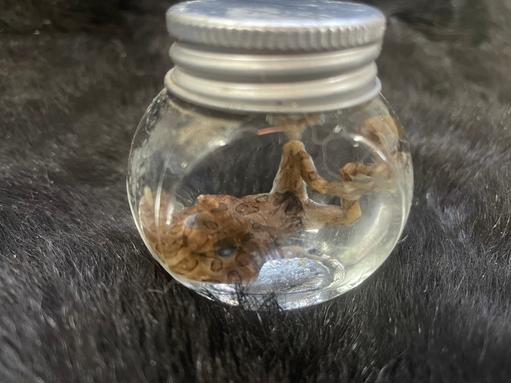 Pixie Frog Wet Specimen