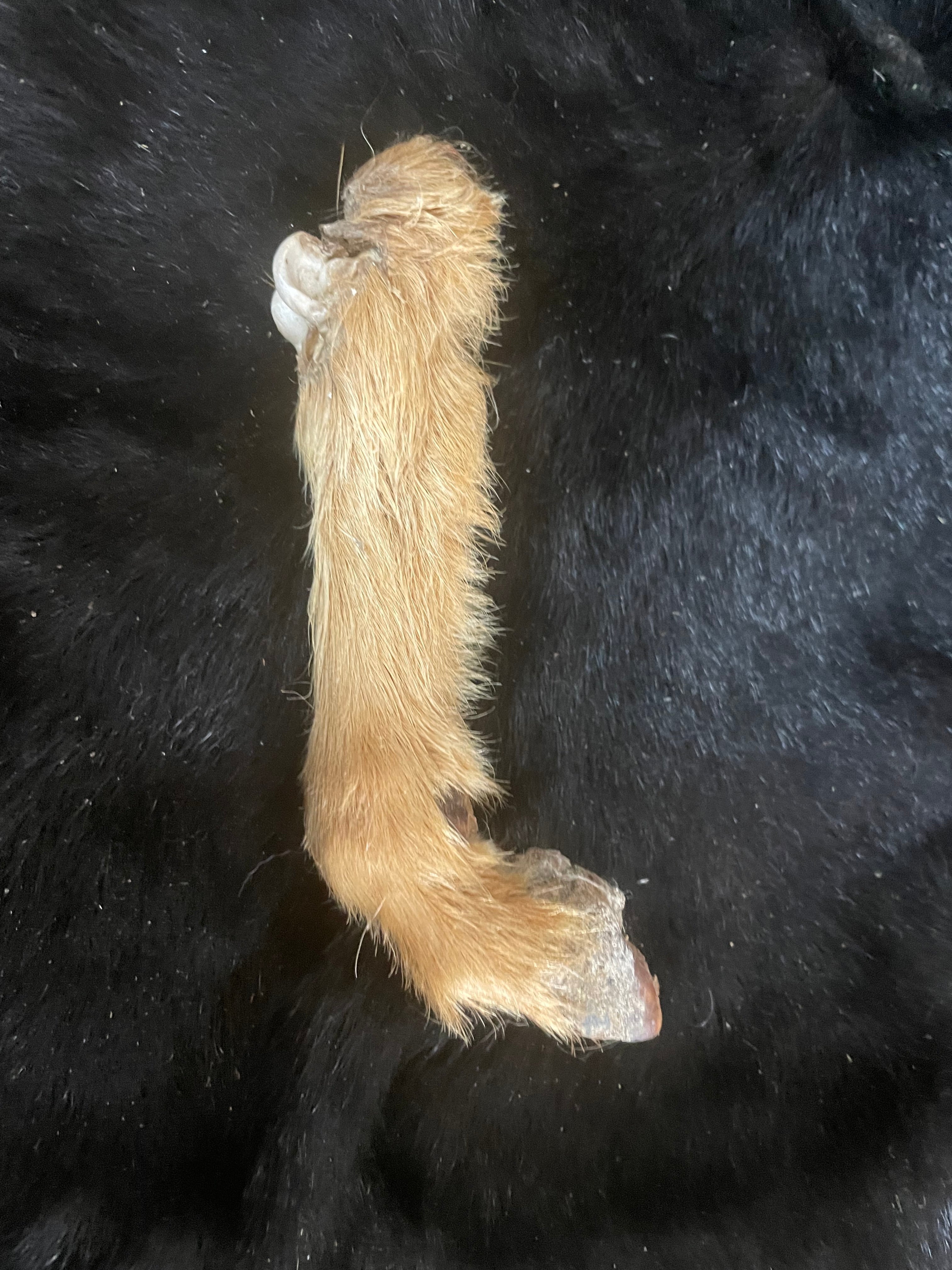 Goat Mummified Legs red