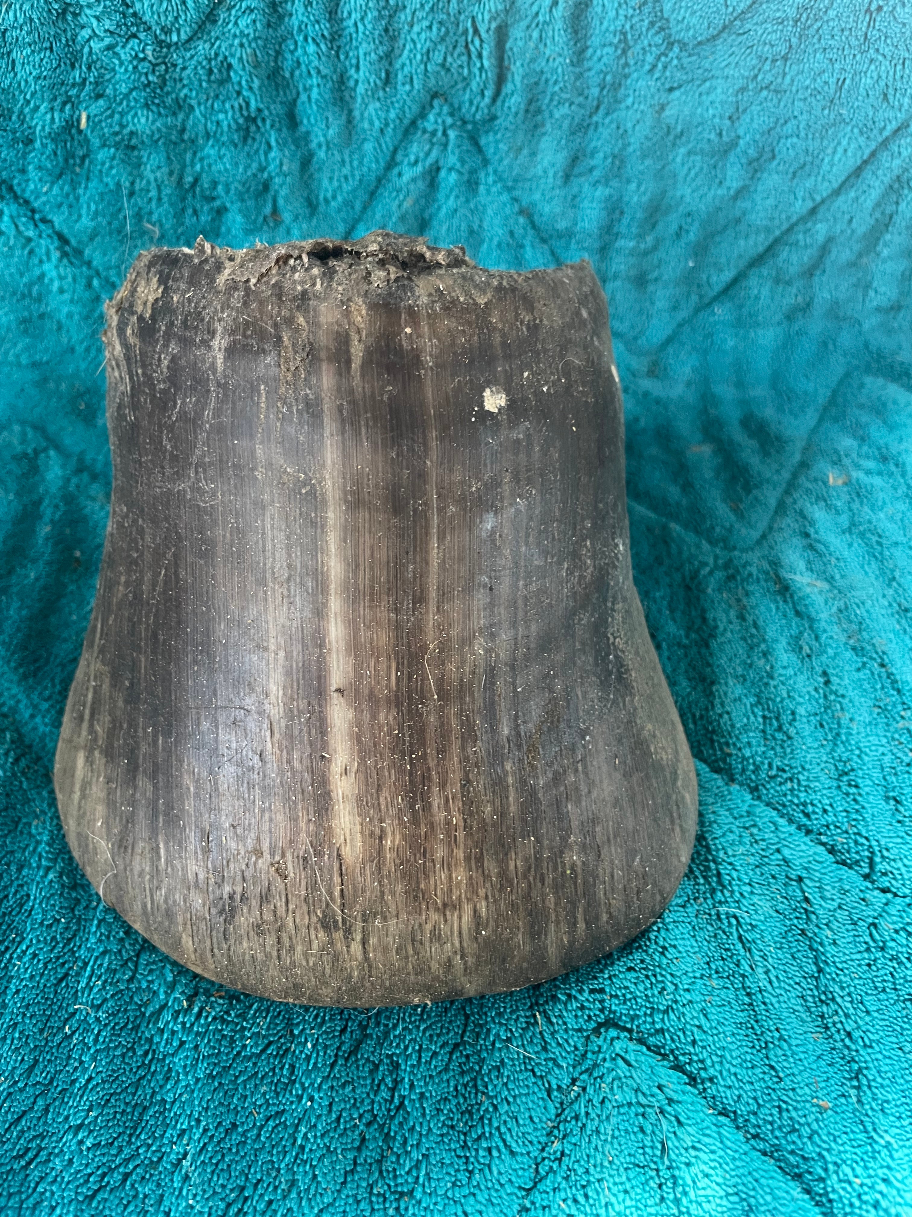 Draft Horse Hoof