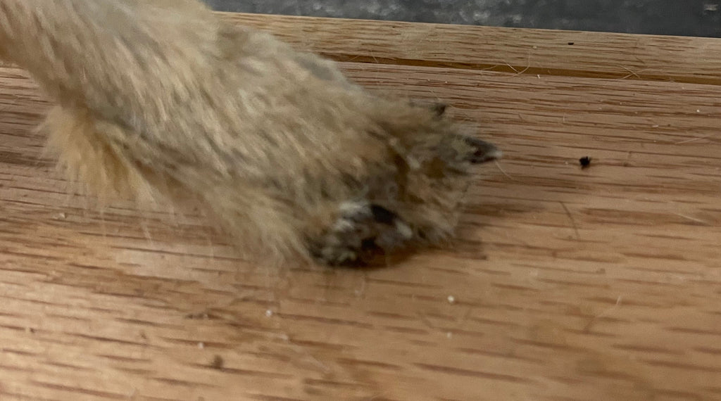 Singe the Baby Coyote