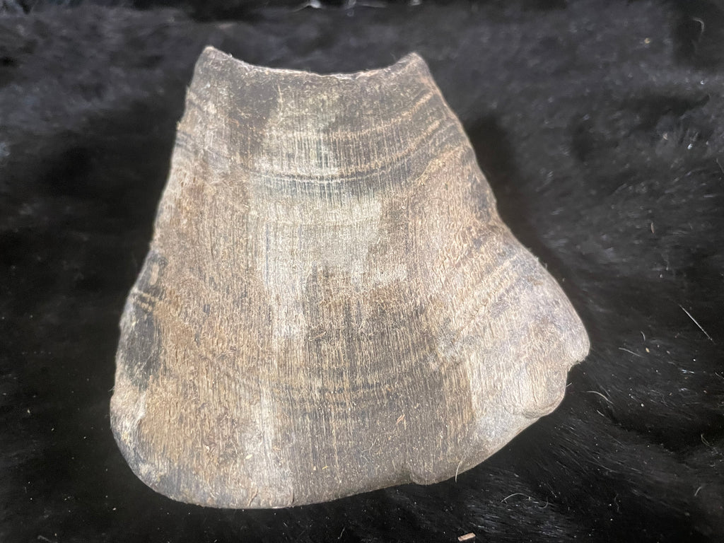 Mustang Horse Hoof