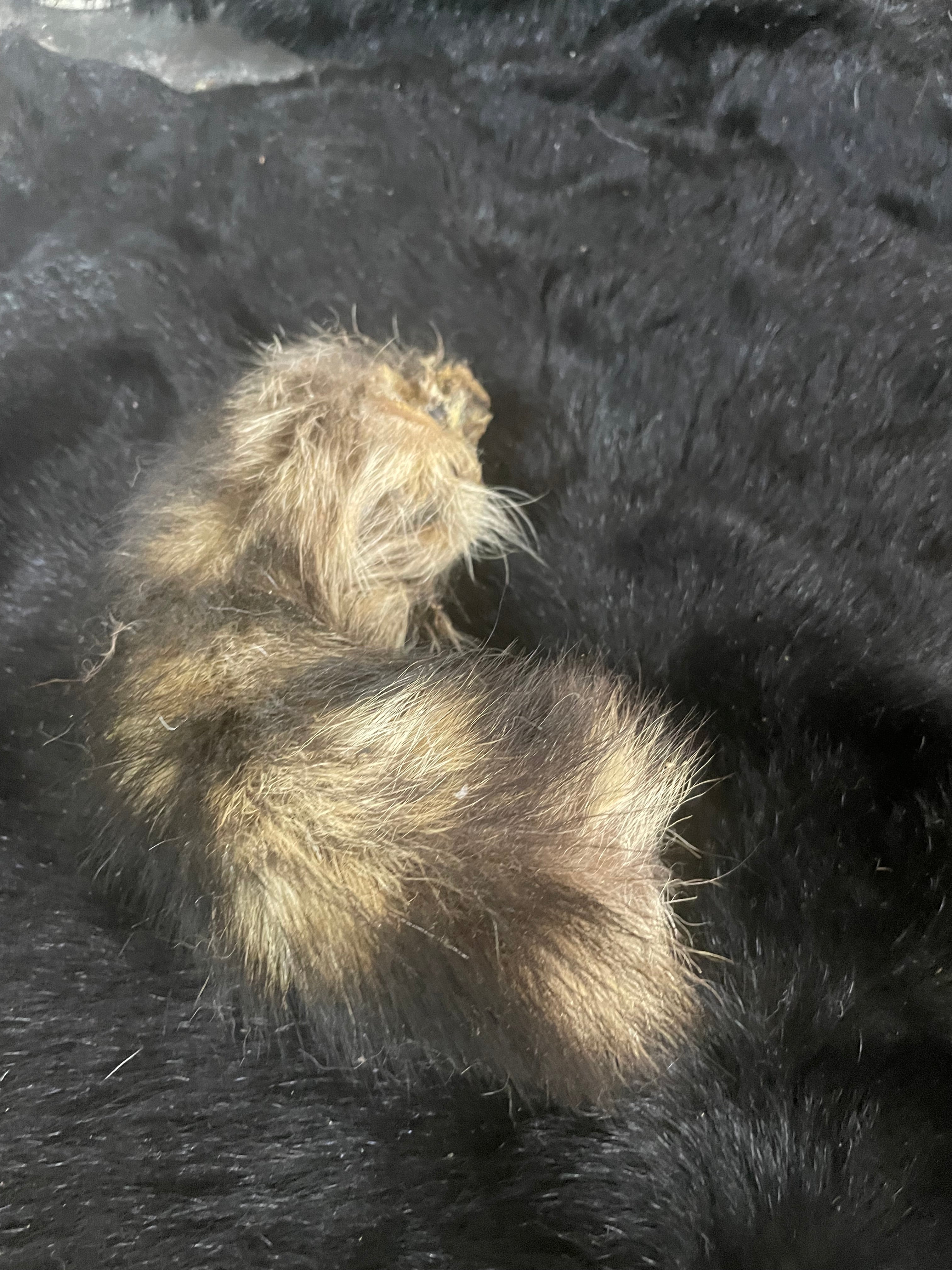 Mummified Racoon Tail