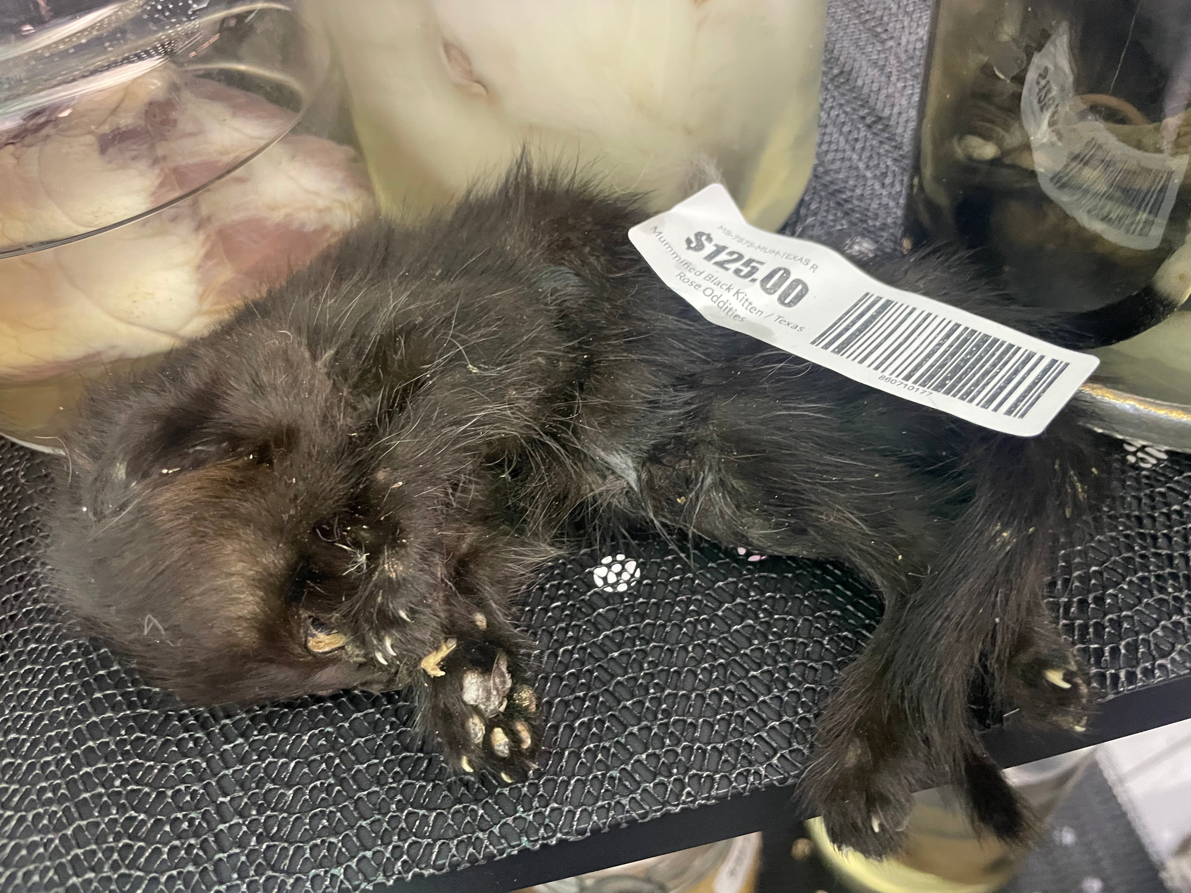 Mummified Black Kitten