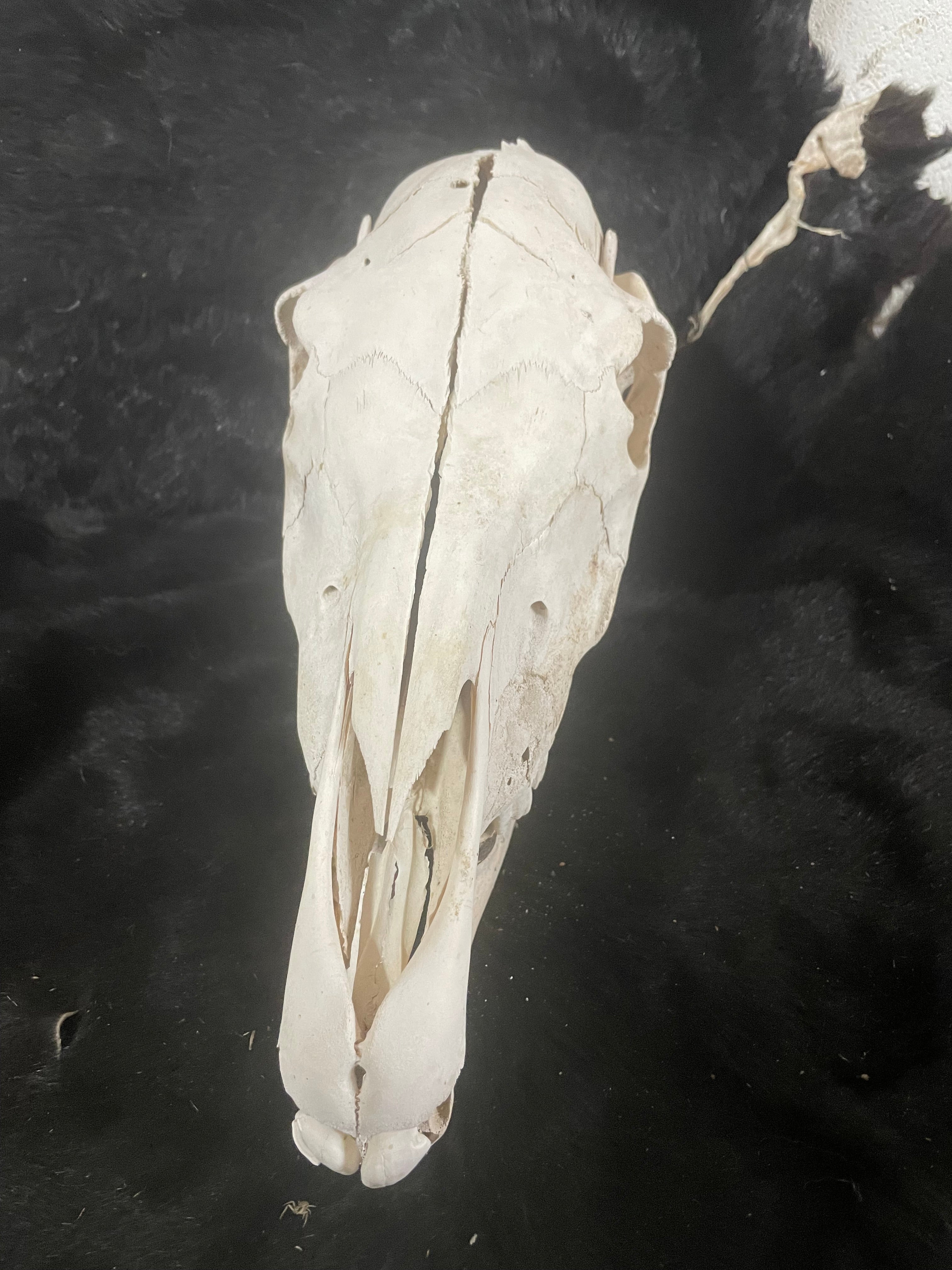 Foal Skull