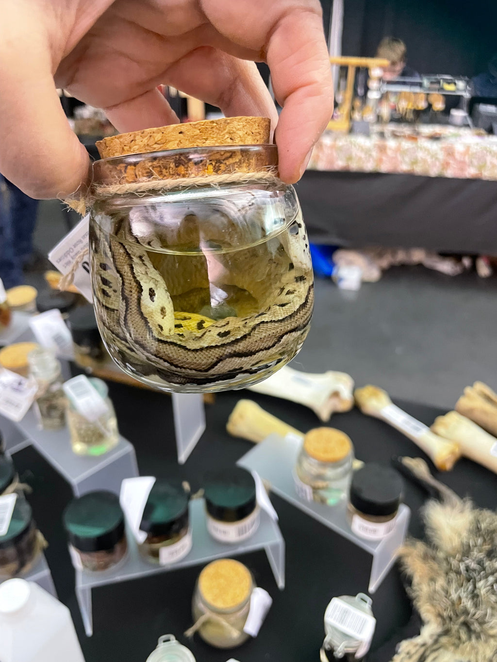 Ball Python Pie Bald Baby Wet Specimen
