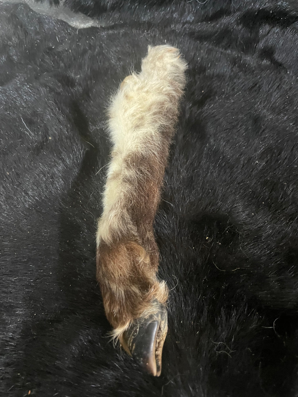 Lamb Leg Mummified black and White