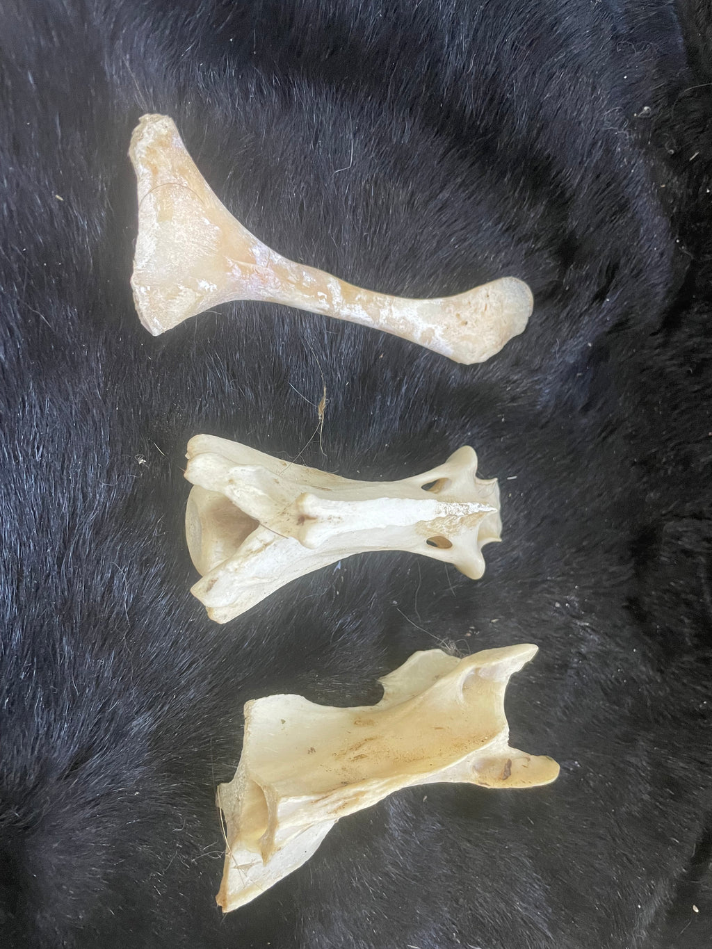 Misc Bone Lot 4