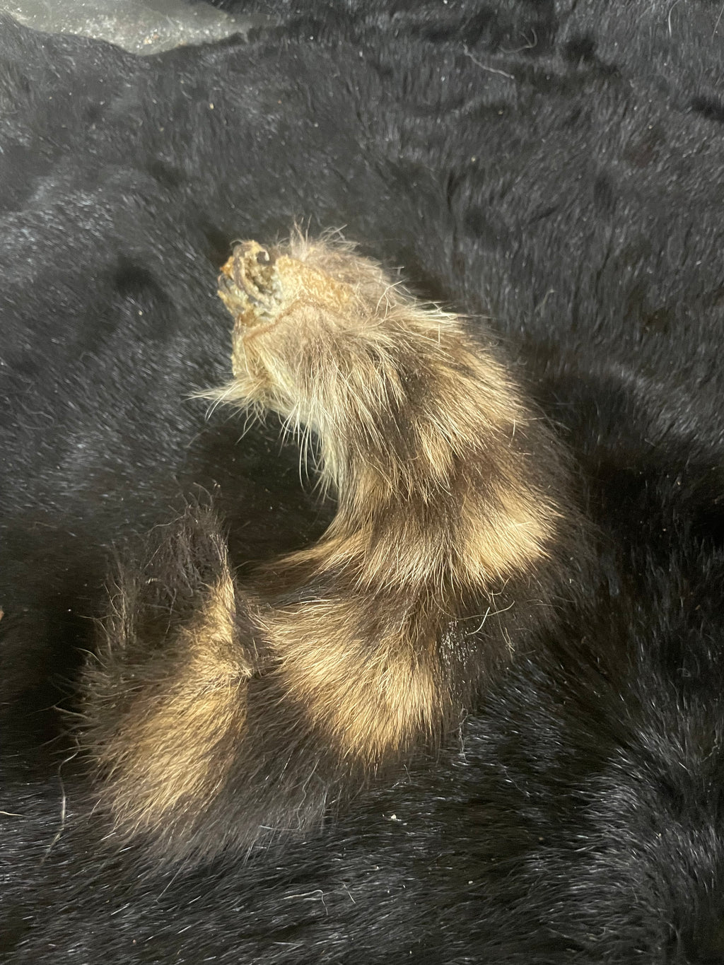 Mummified Racoon Tail