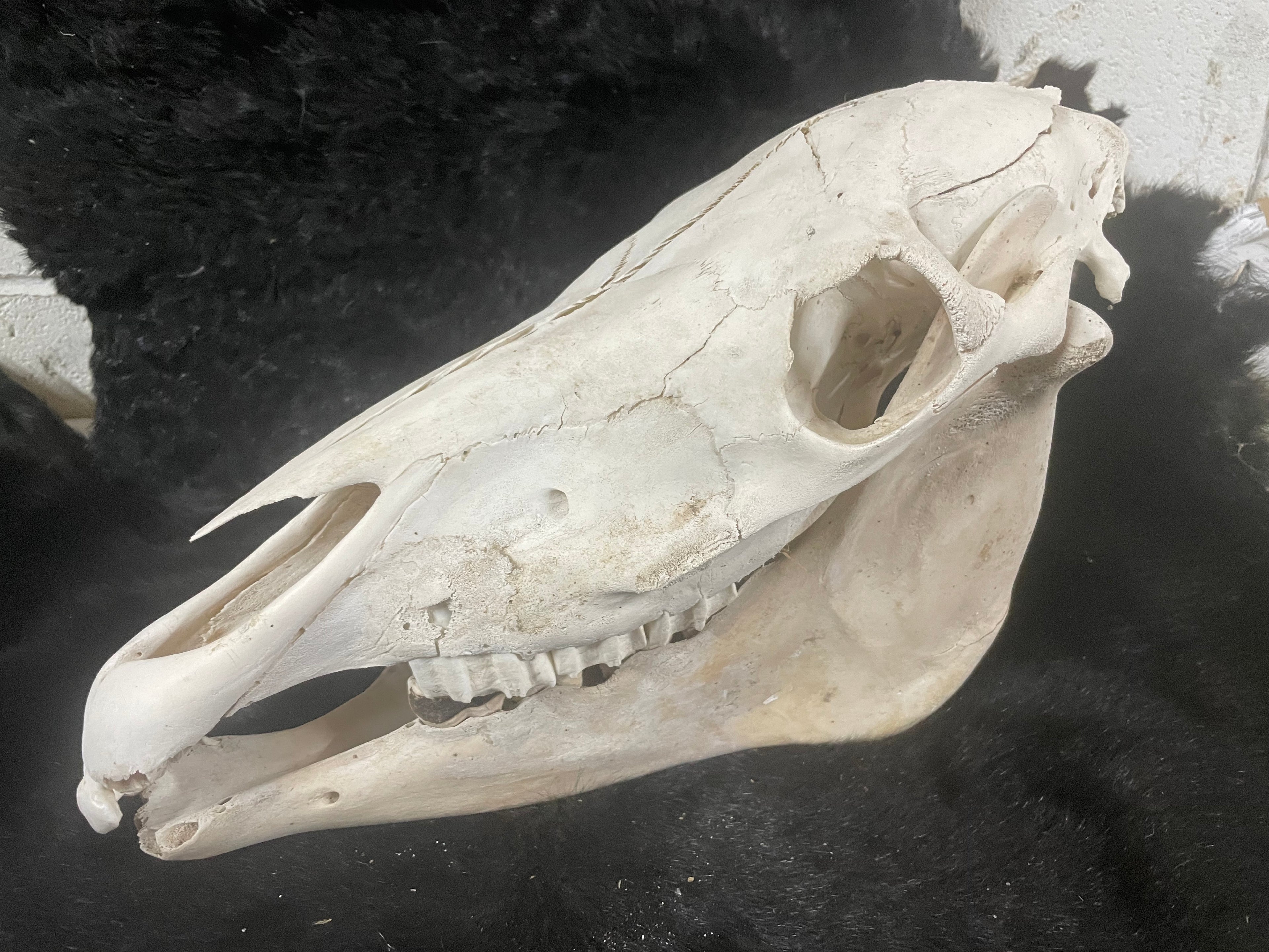 Foal Skull
