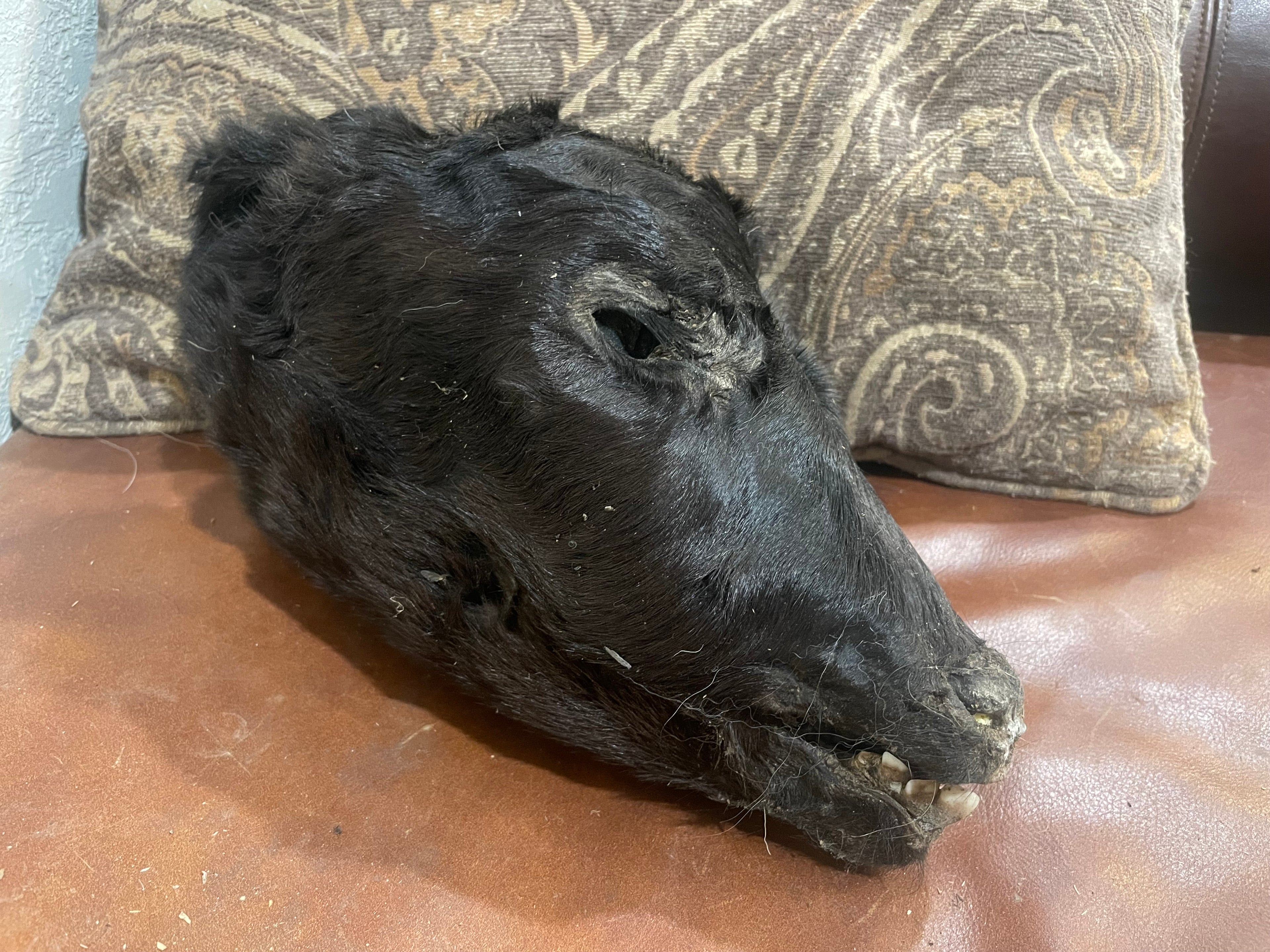 Mummified Calf Head