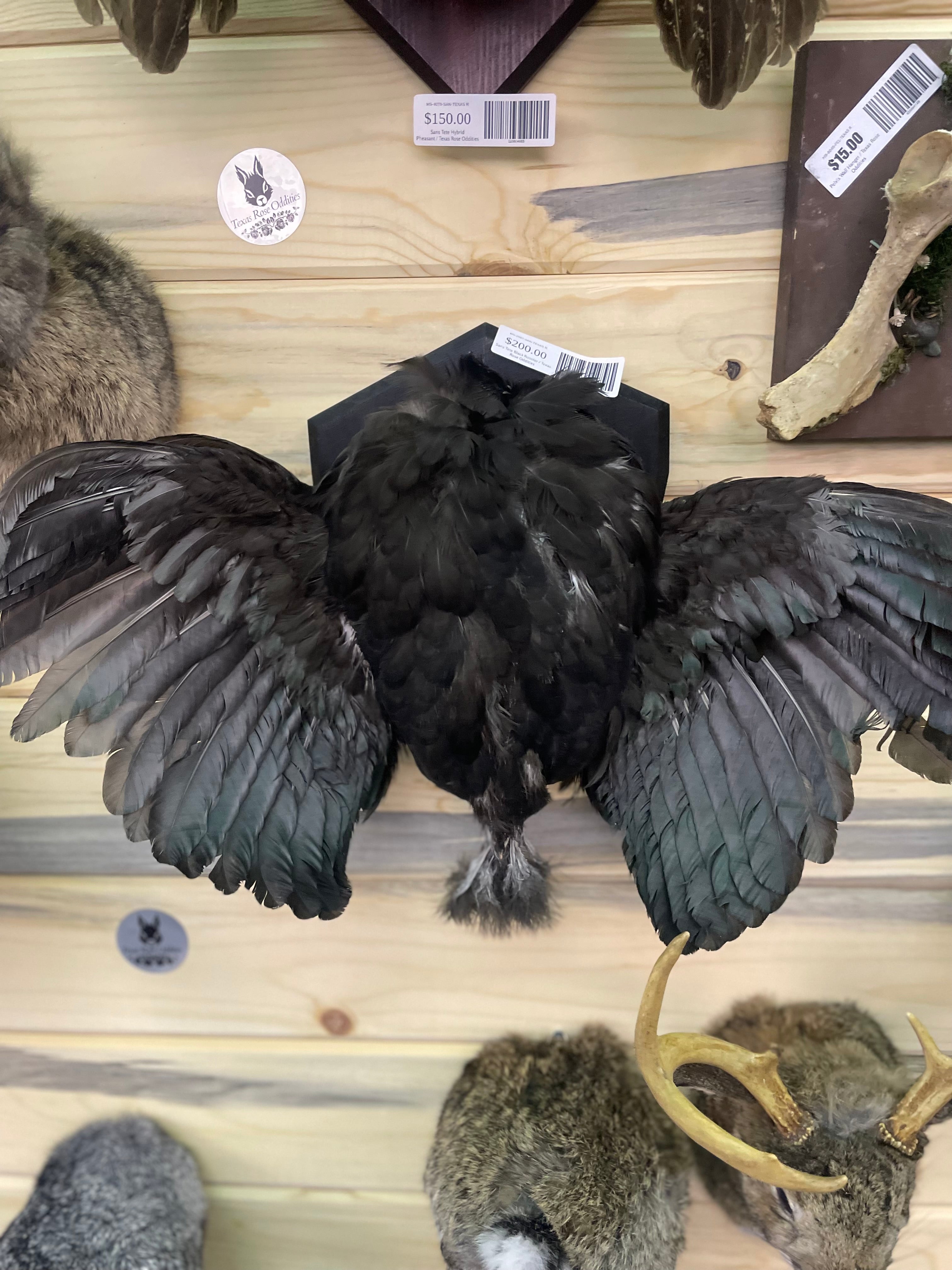 Sans Tete Black Rooster