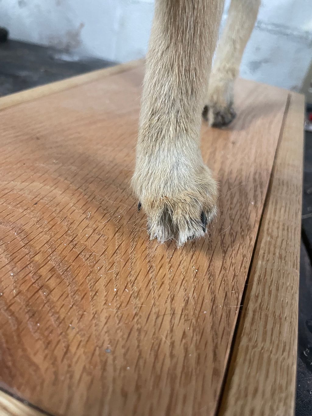 Singe the Baby Coyote