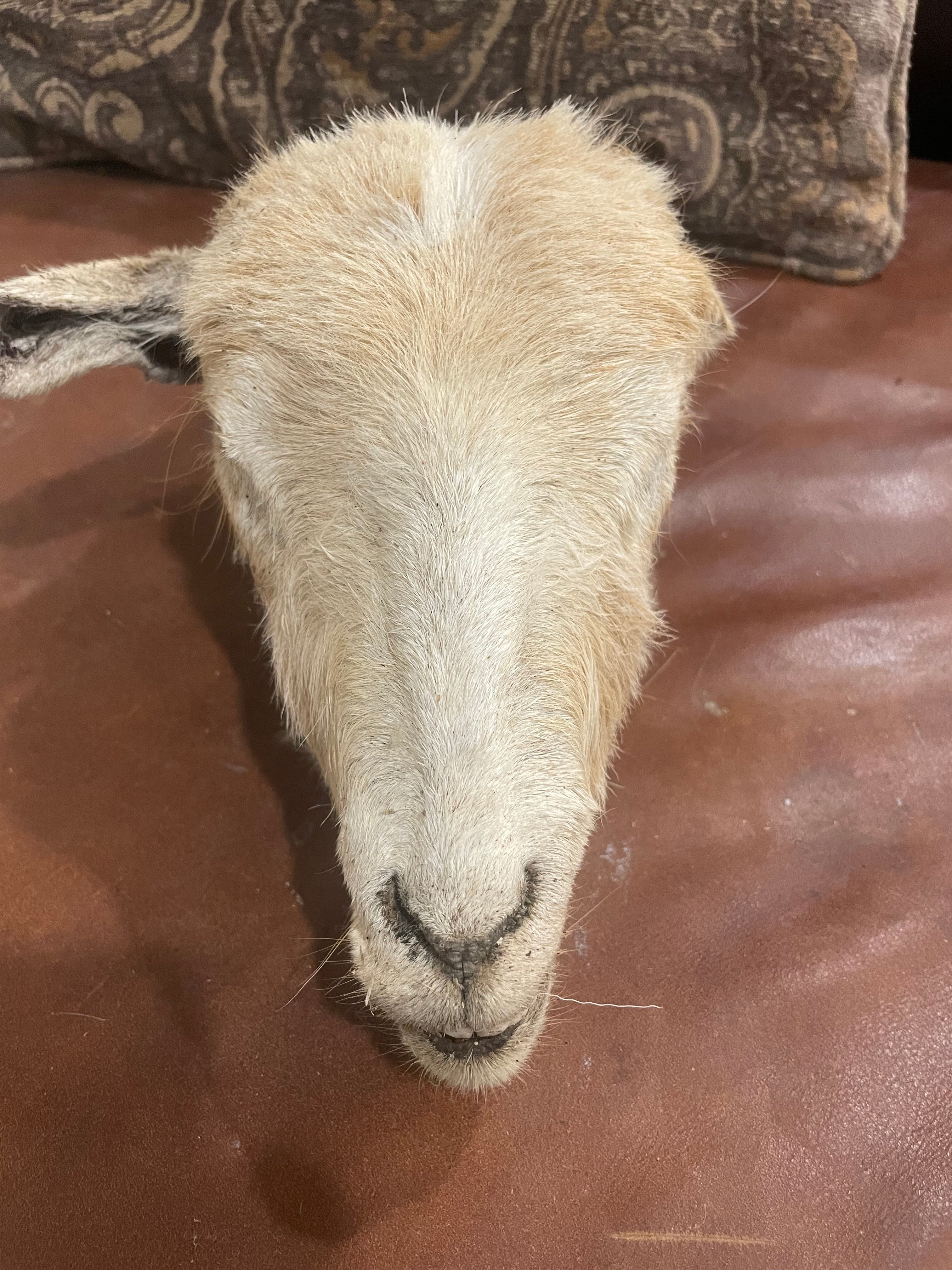 Large Sheep Head