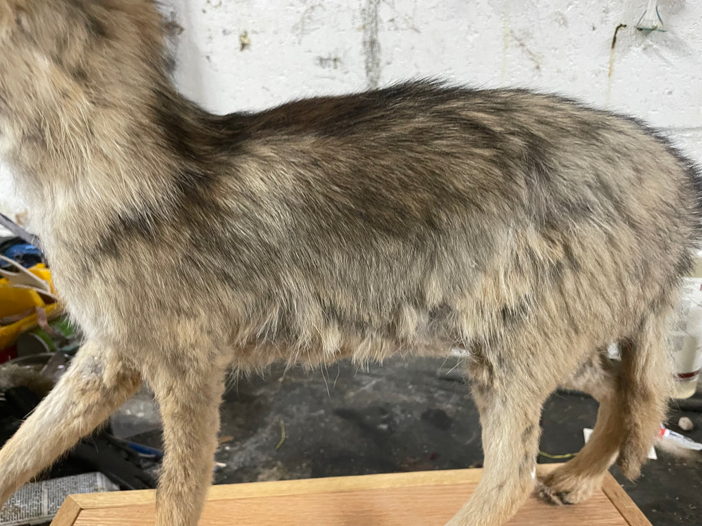 Singe the Baby Coyote