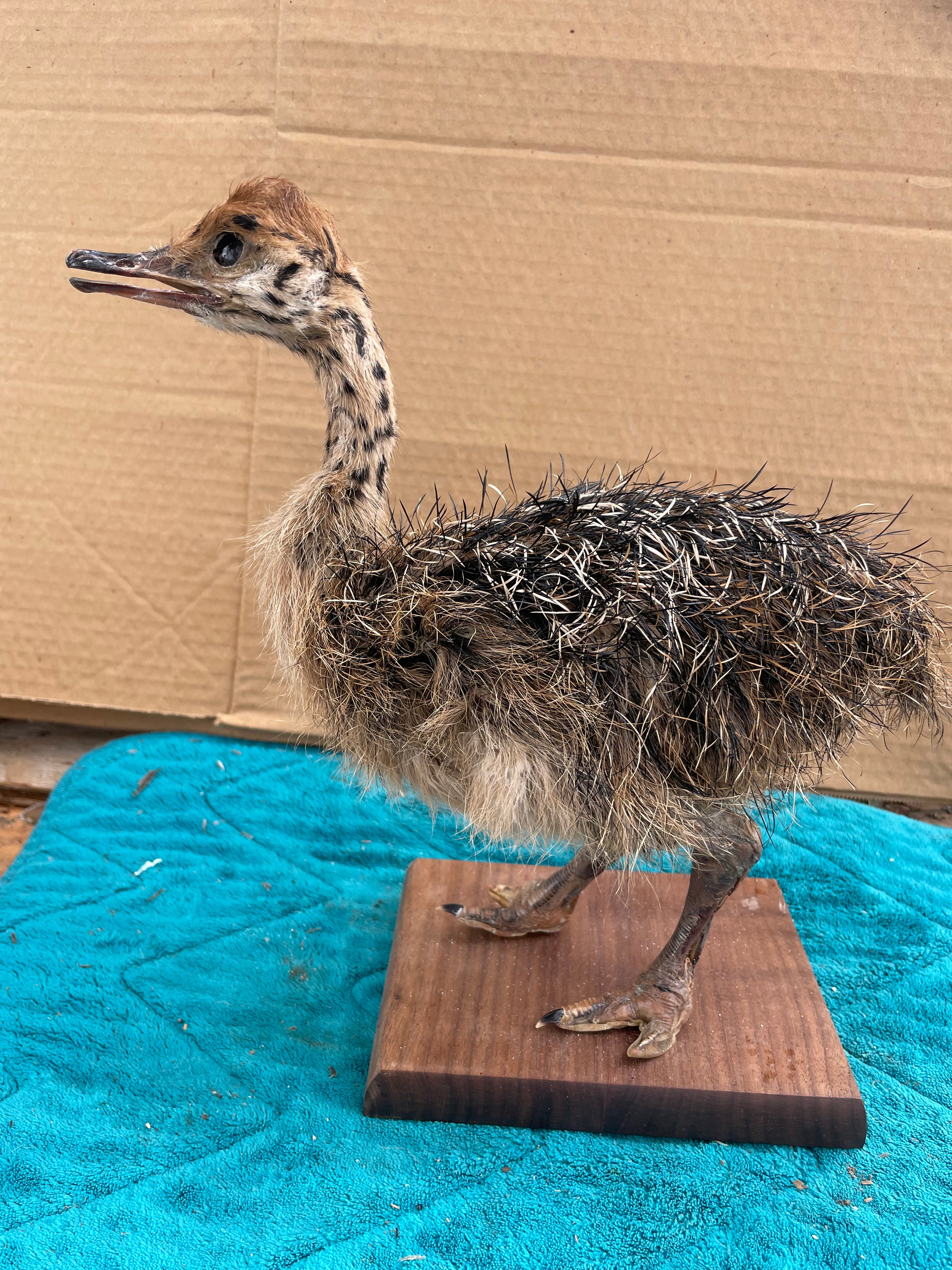 Ostrich Taxidermy Mount