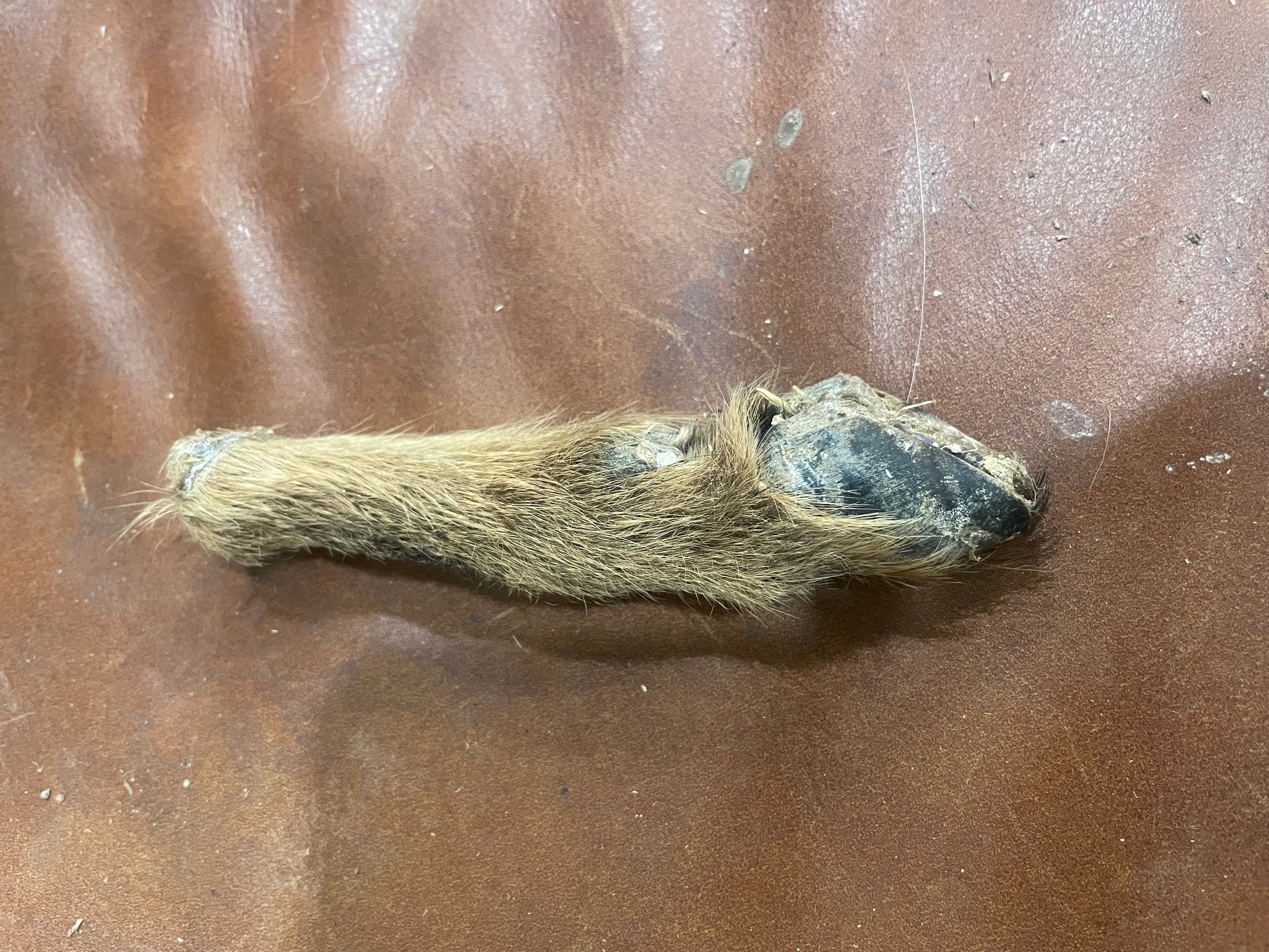Goat Leg Mummified