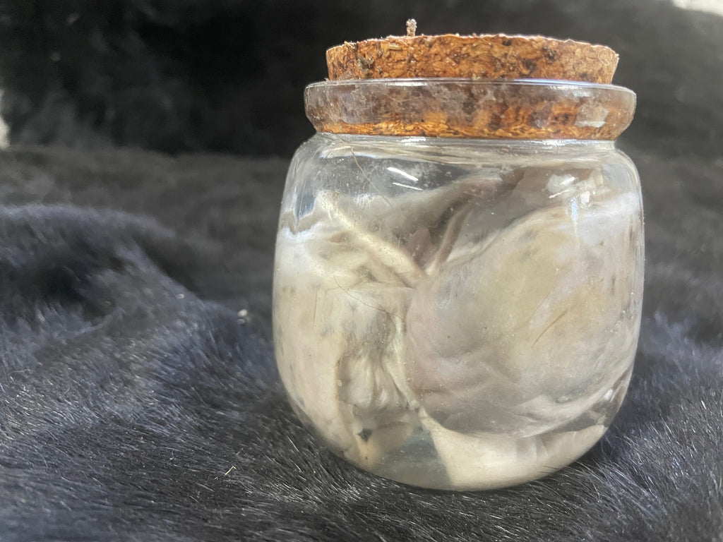 Bunny Wet Specimen
