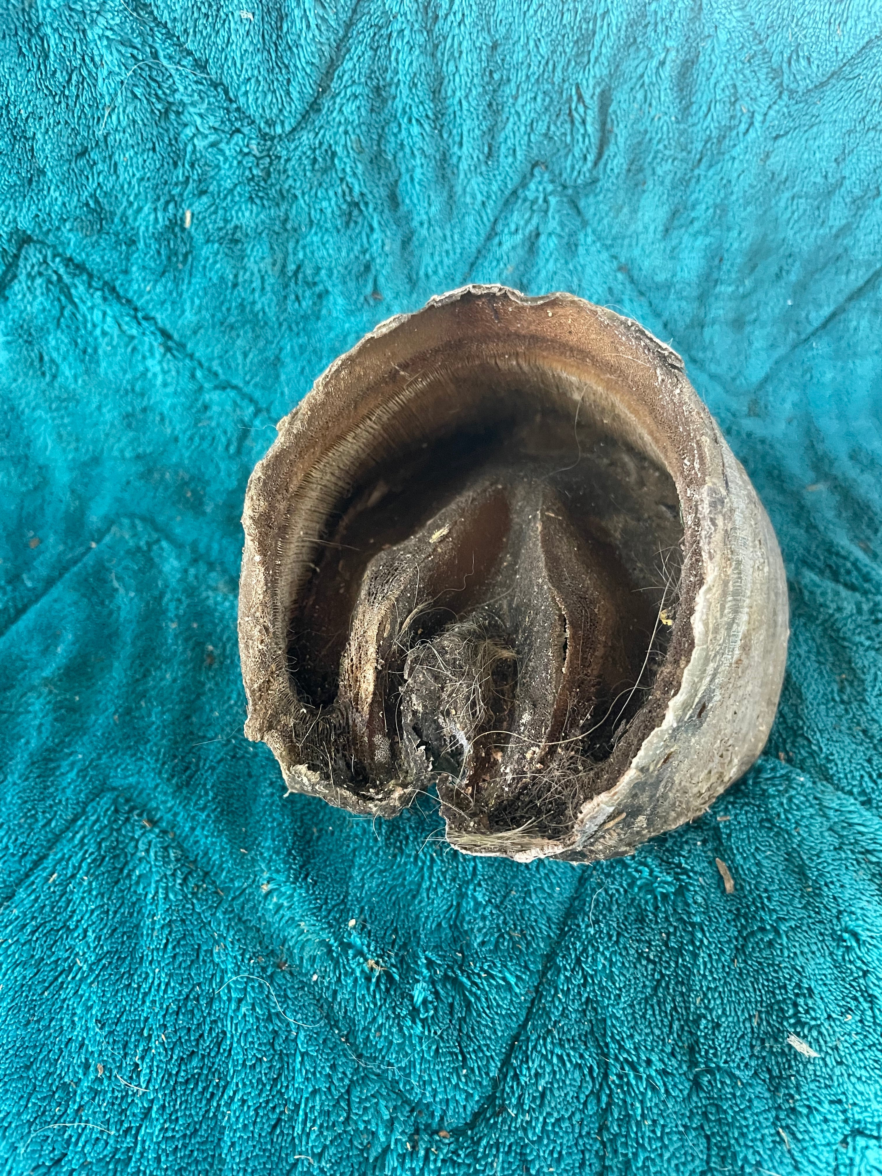 Mustang Horse Hoof