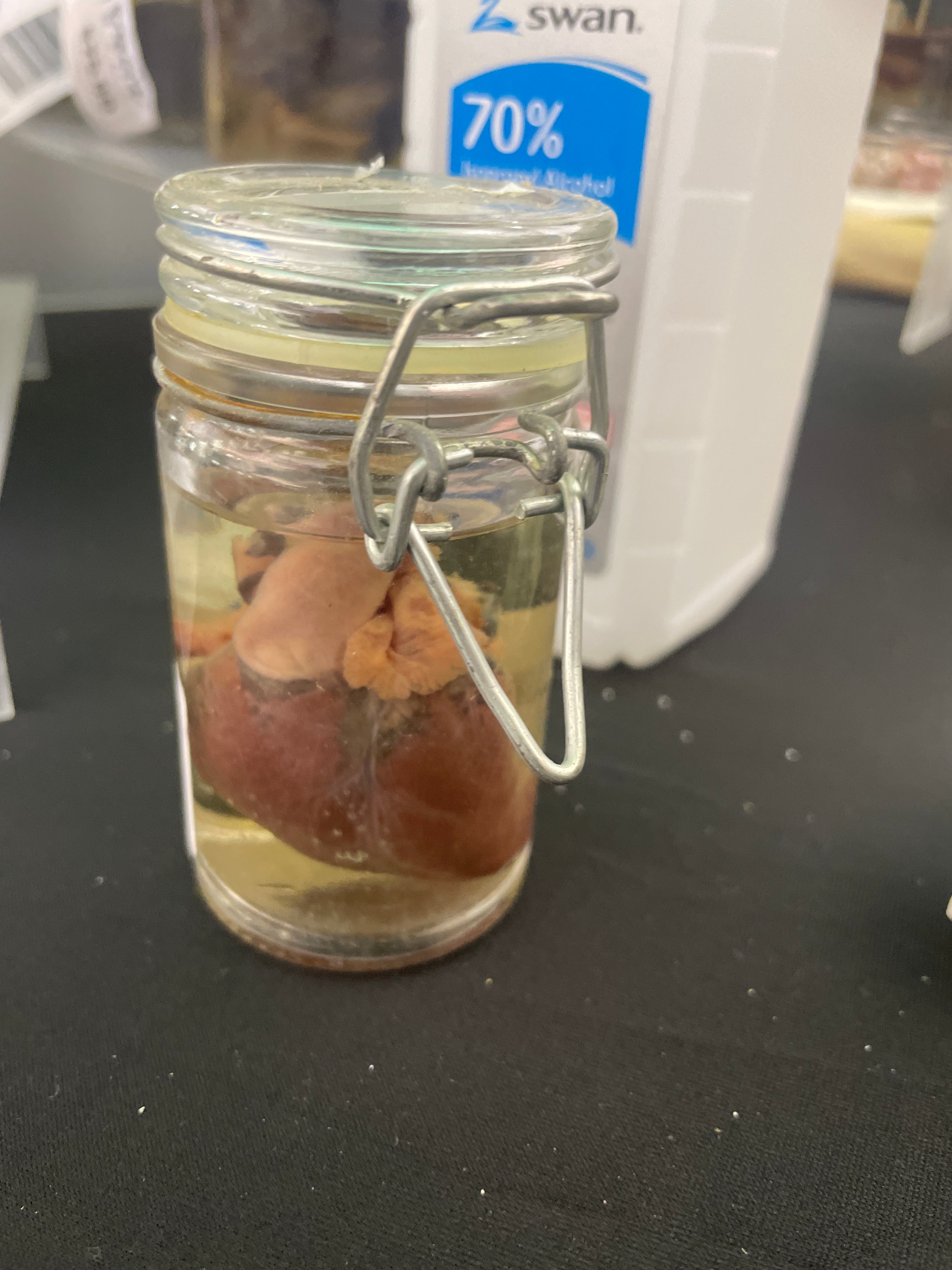Rabbit Heart Wet Specimen
