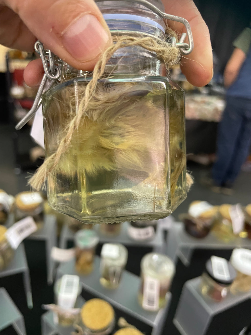 Silky Chick  Wet Specimen