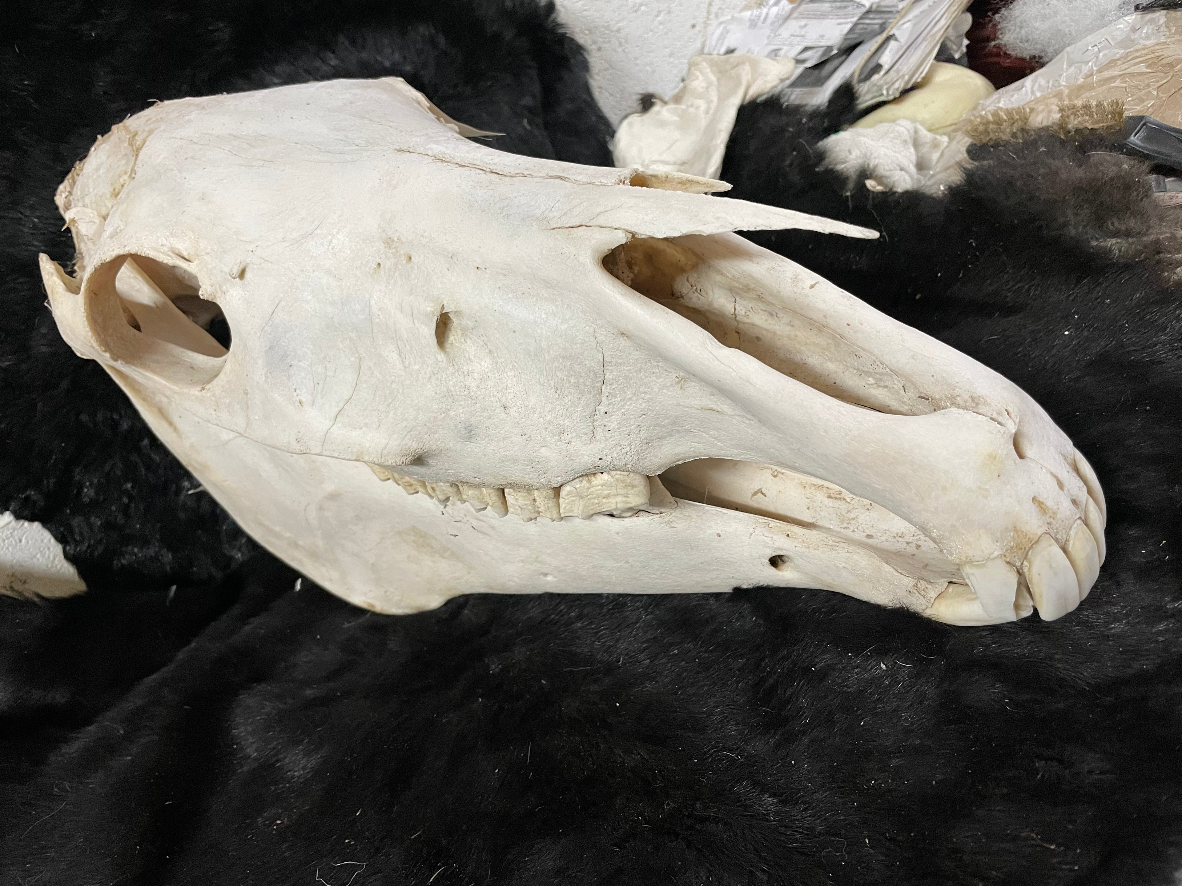 Horse Skull