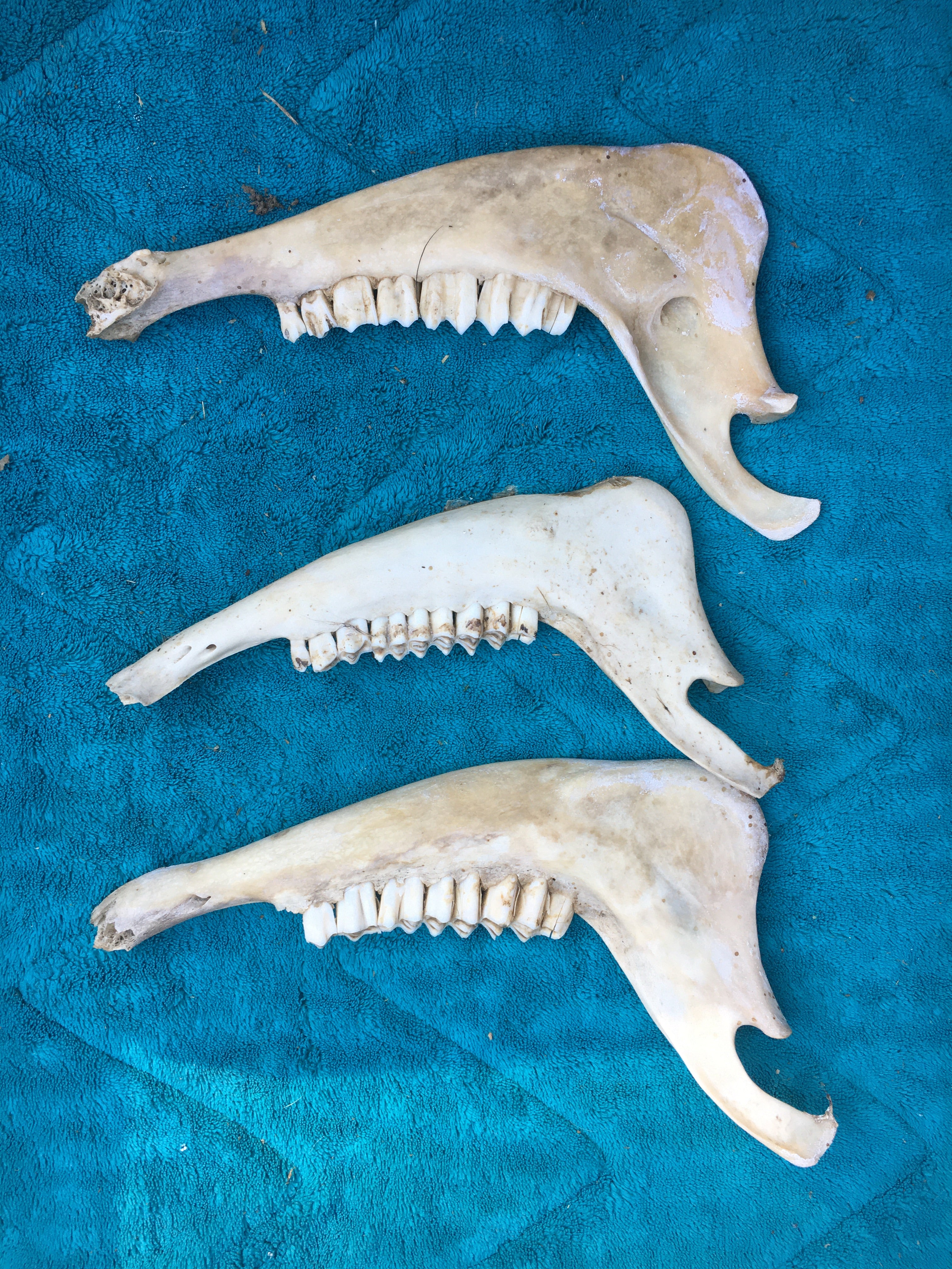 Jaw Bone Lot