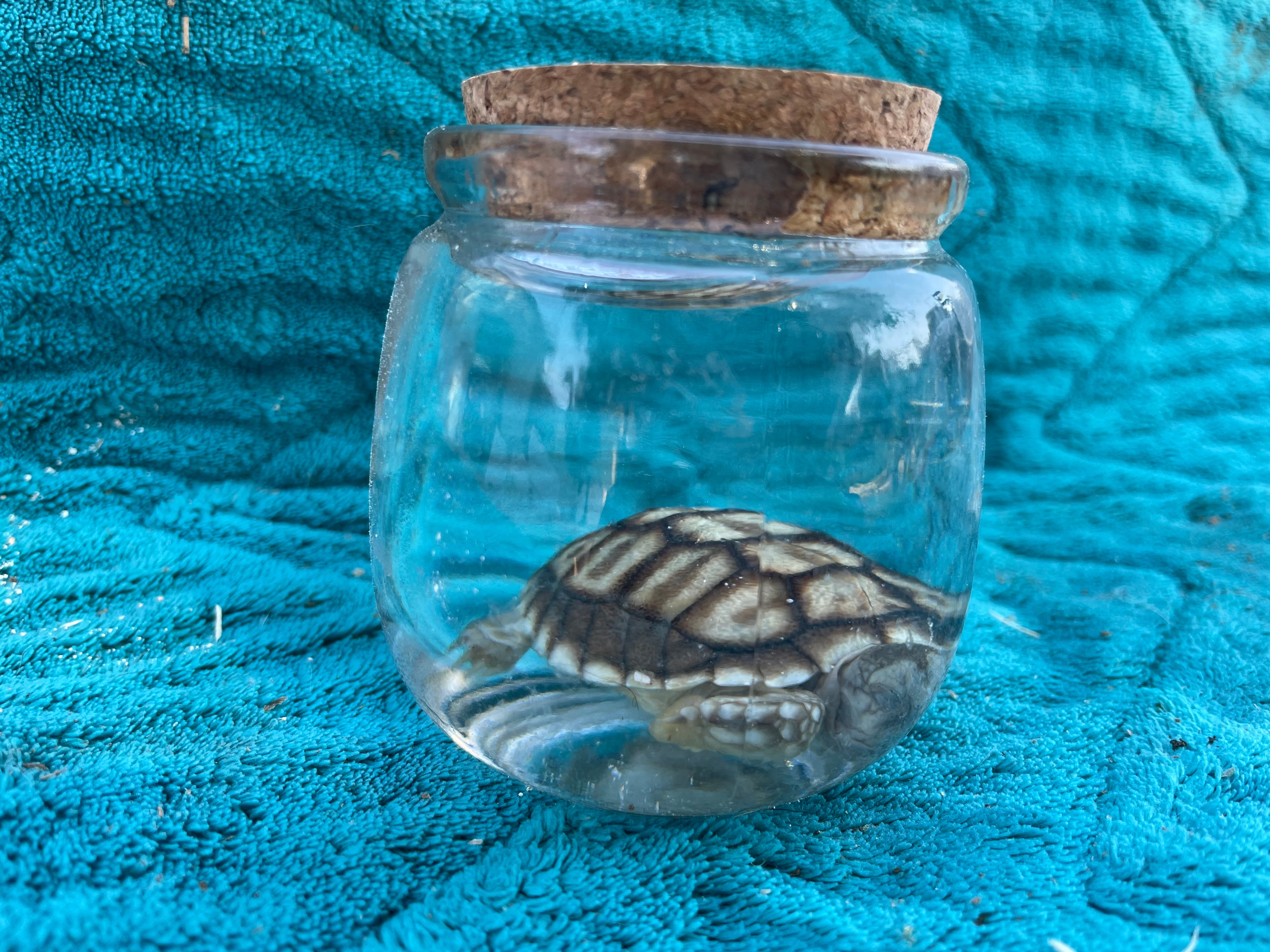 Rare****Baby Sulcata Tortoise Wet Specimens