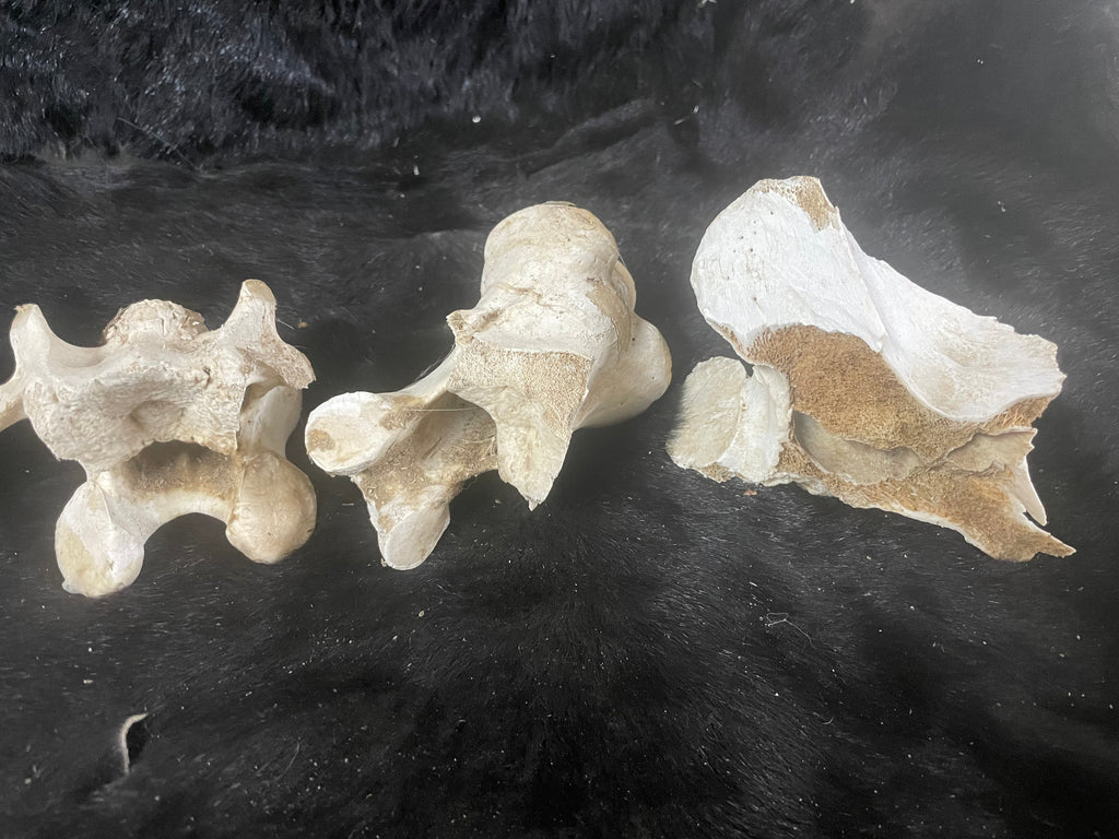 Lot of Horse Vertebrae