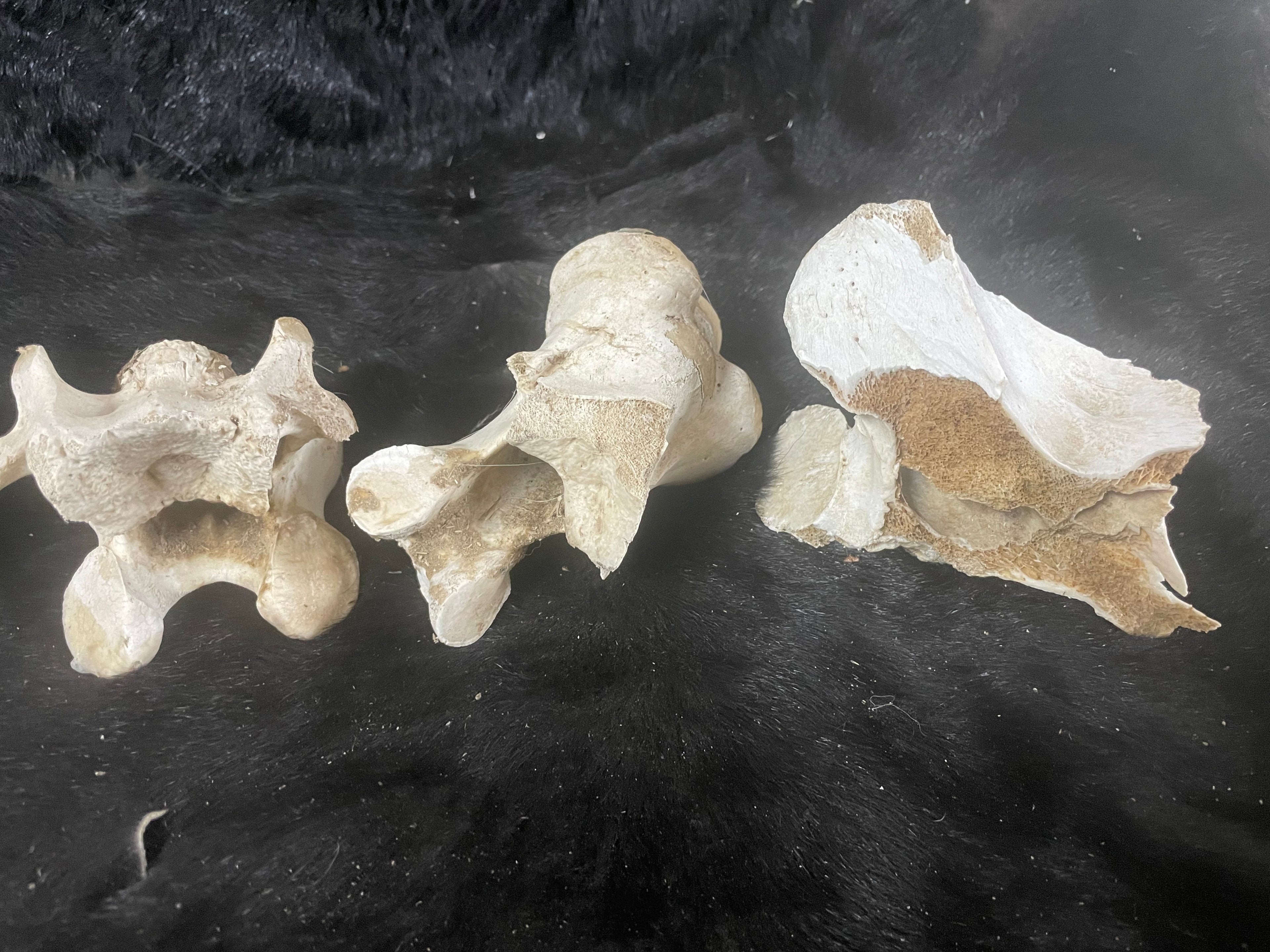 Lot of Horse Vertebrae