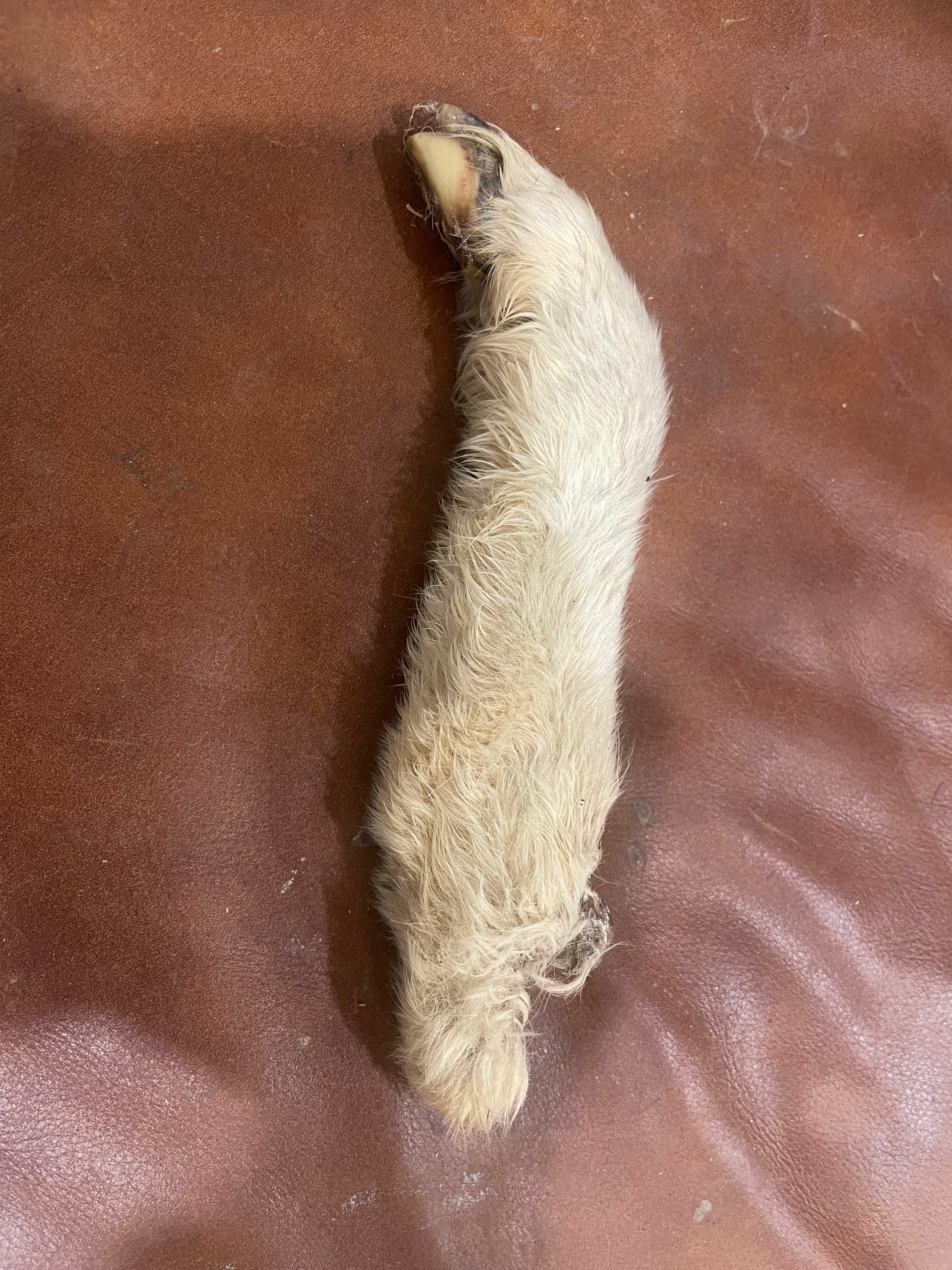 Mummified Lamb Leg