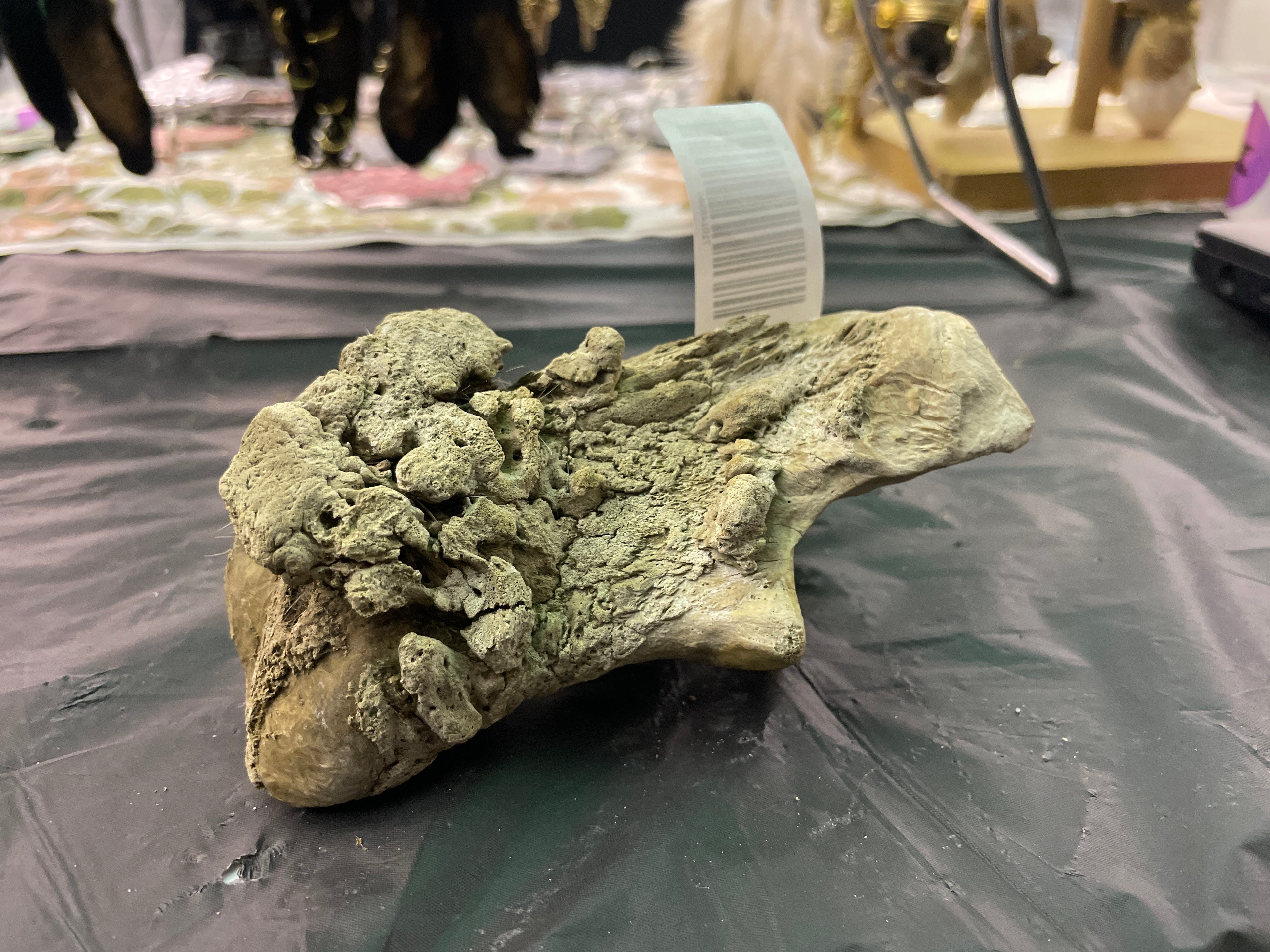 Horse Hock Bone Arthritis