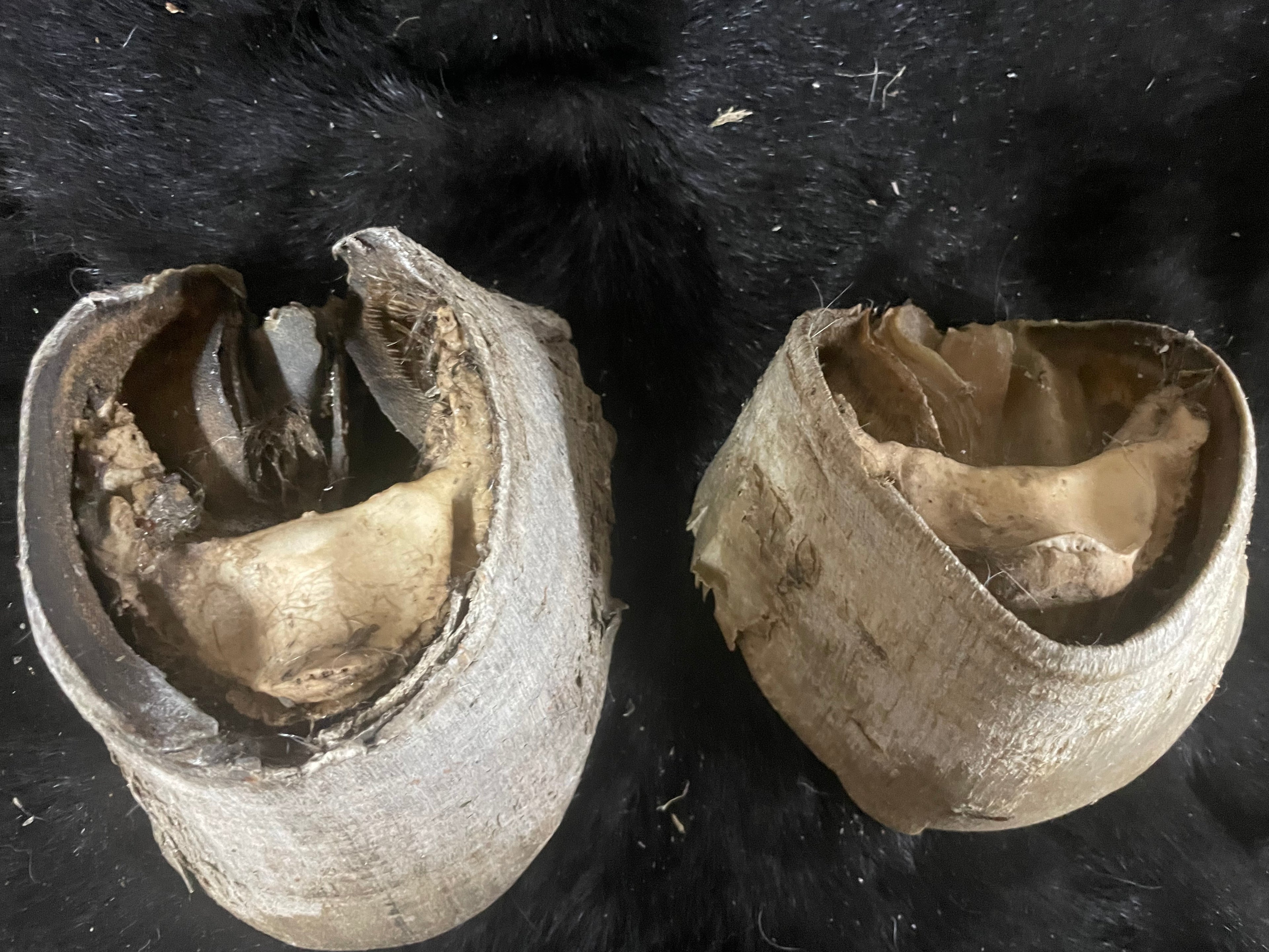 8 pairs of horse Hooves