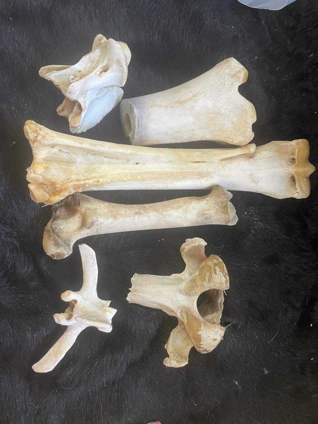 Misc Bone Lot 3