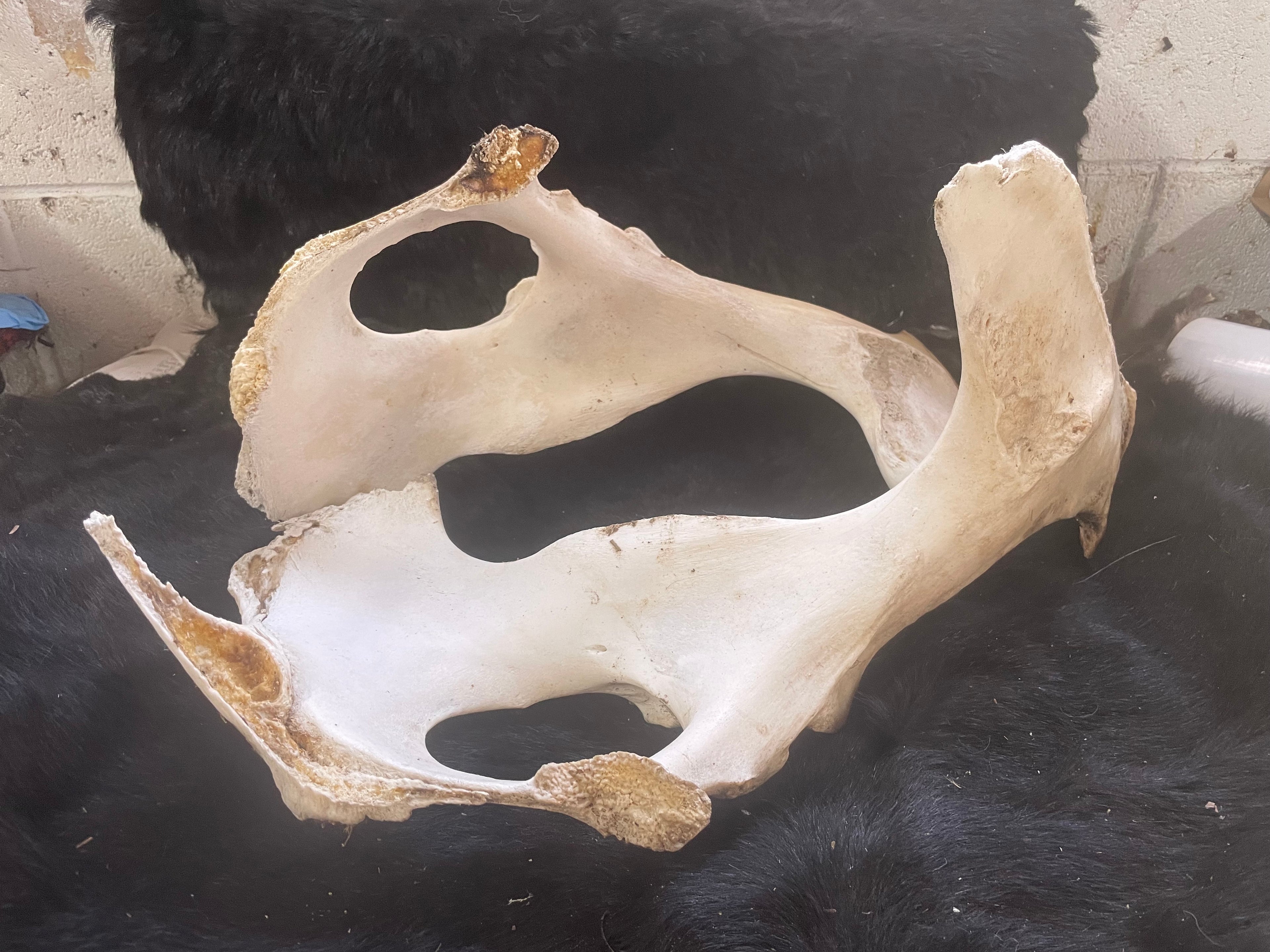 Partial Foal Pelvis