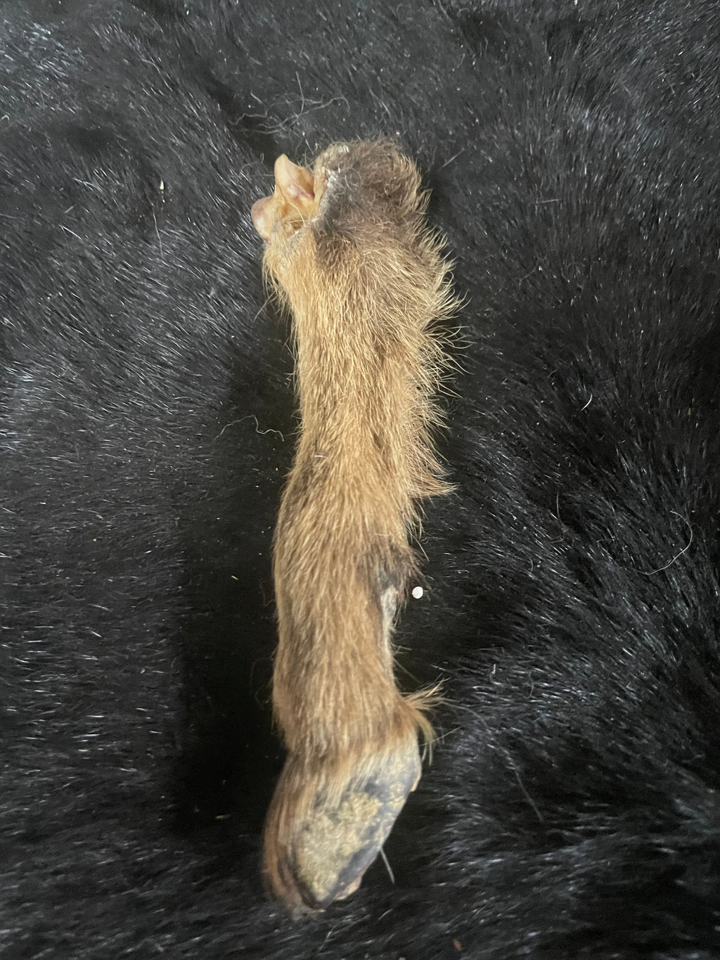 Brown Goat Leg Mummified